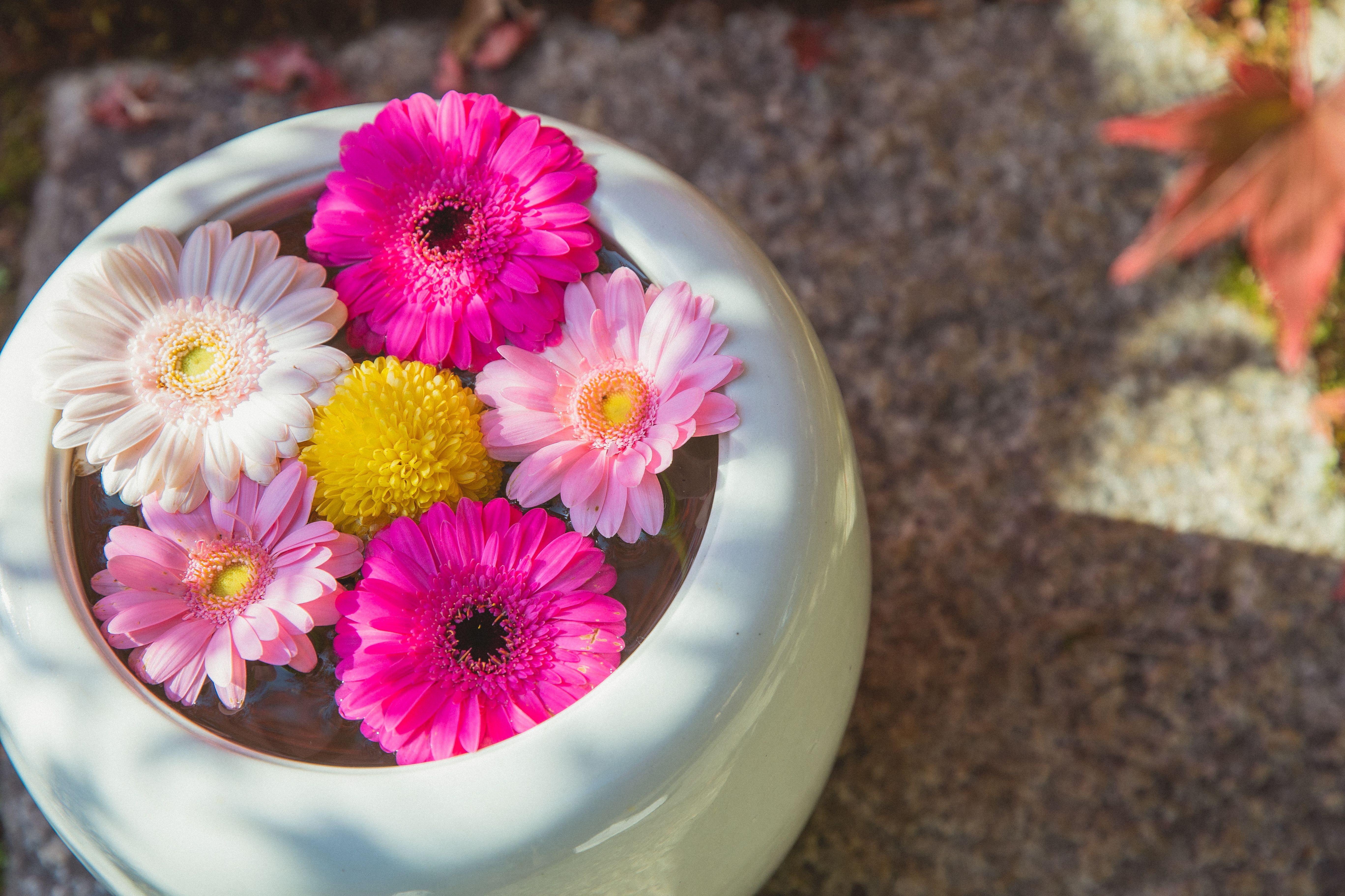 A close-up of a colorful gerbera daisy plant with bright blooms and green leaves in a garden setting, illustrating healthy gerbera daisy care.
