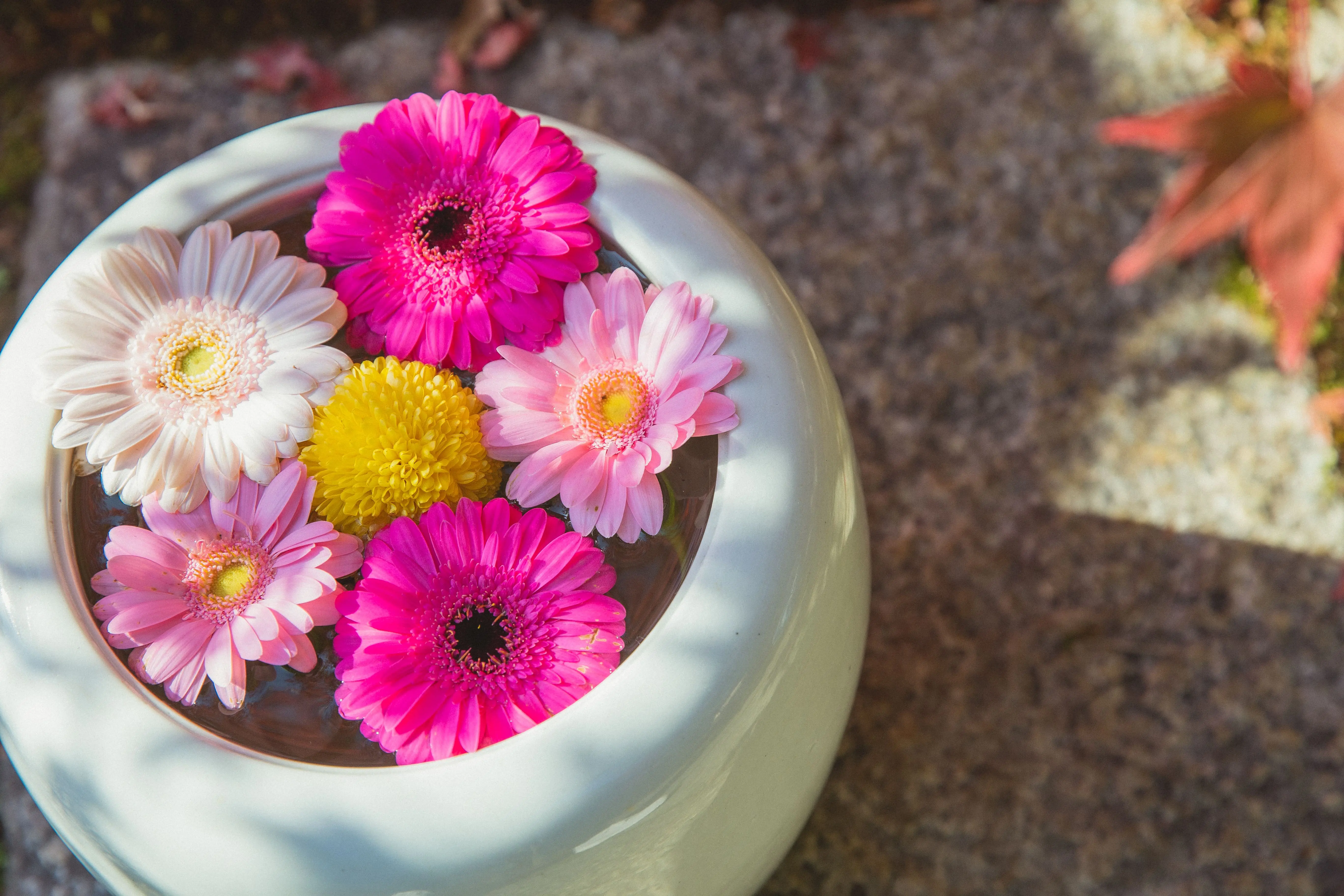 A close-up of a colorful gerbera daisy plant with bright blooms and green leaves in a garden setting, illustrating healthy gerbera daisy care.