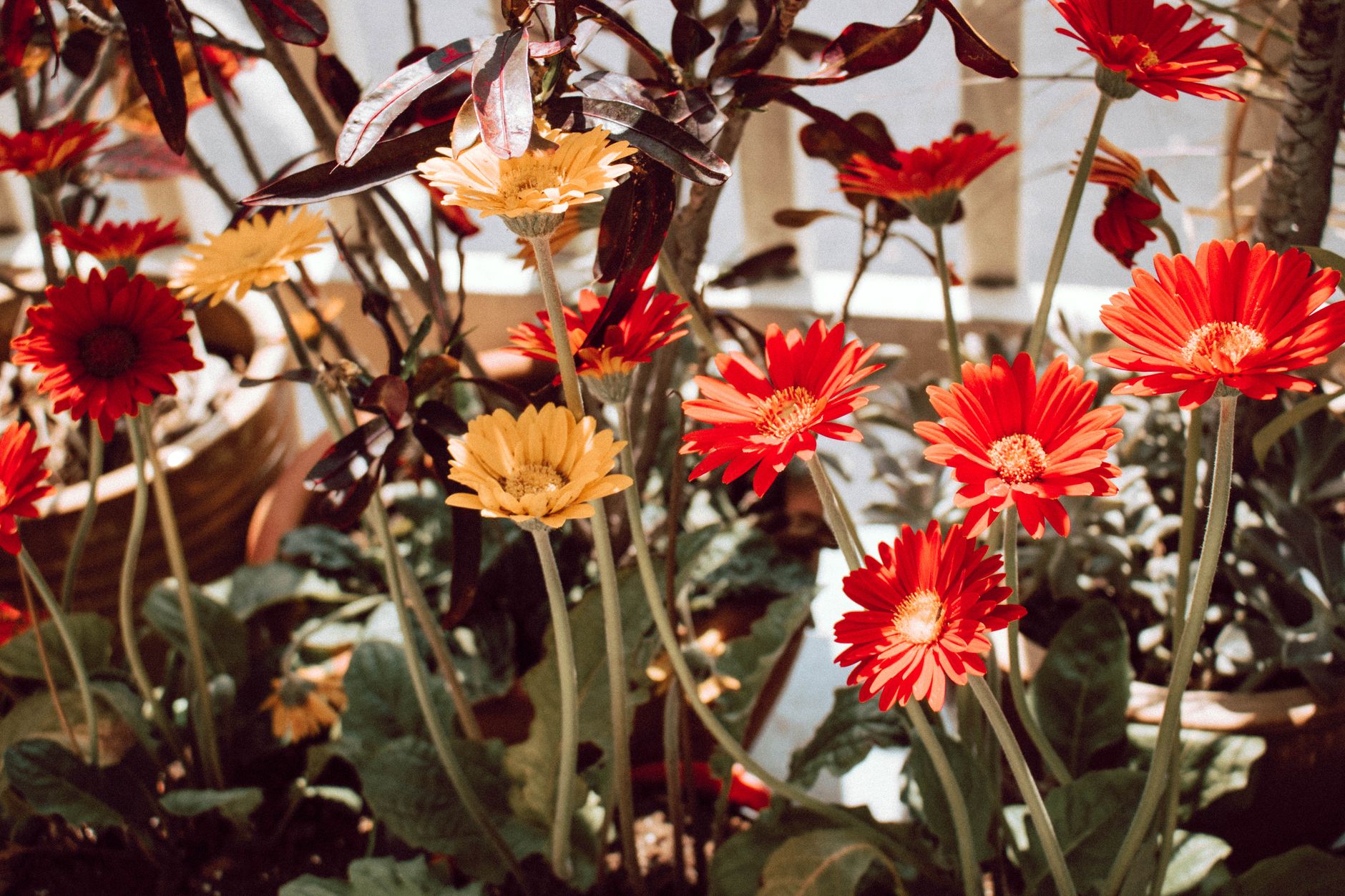 A close-up of a colorful gerbera daisy plant with bright blooms and green leaves in a garden setting, illustrating healthy gerbera daisy care.