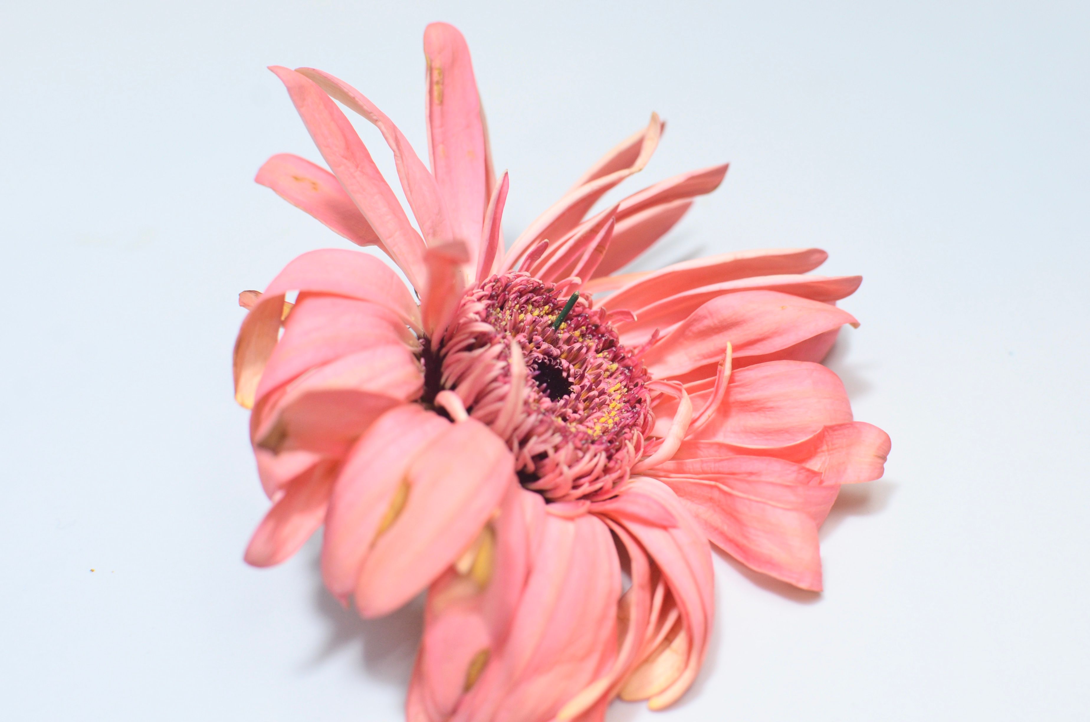 A close-up of a colorful gerbera daisy plant with bright blooms and green leaves in a garden setting, illustrating healthy gerbera daisy care.