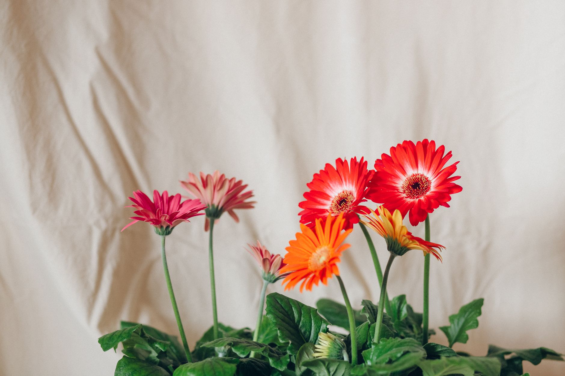 A stunning display of colorful Barberton daisies blooming indoors, radiating natural beauty and freshness.