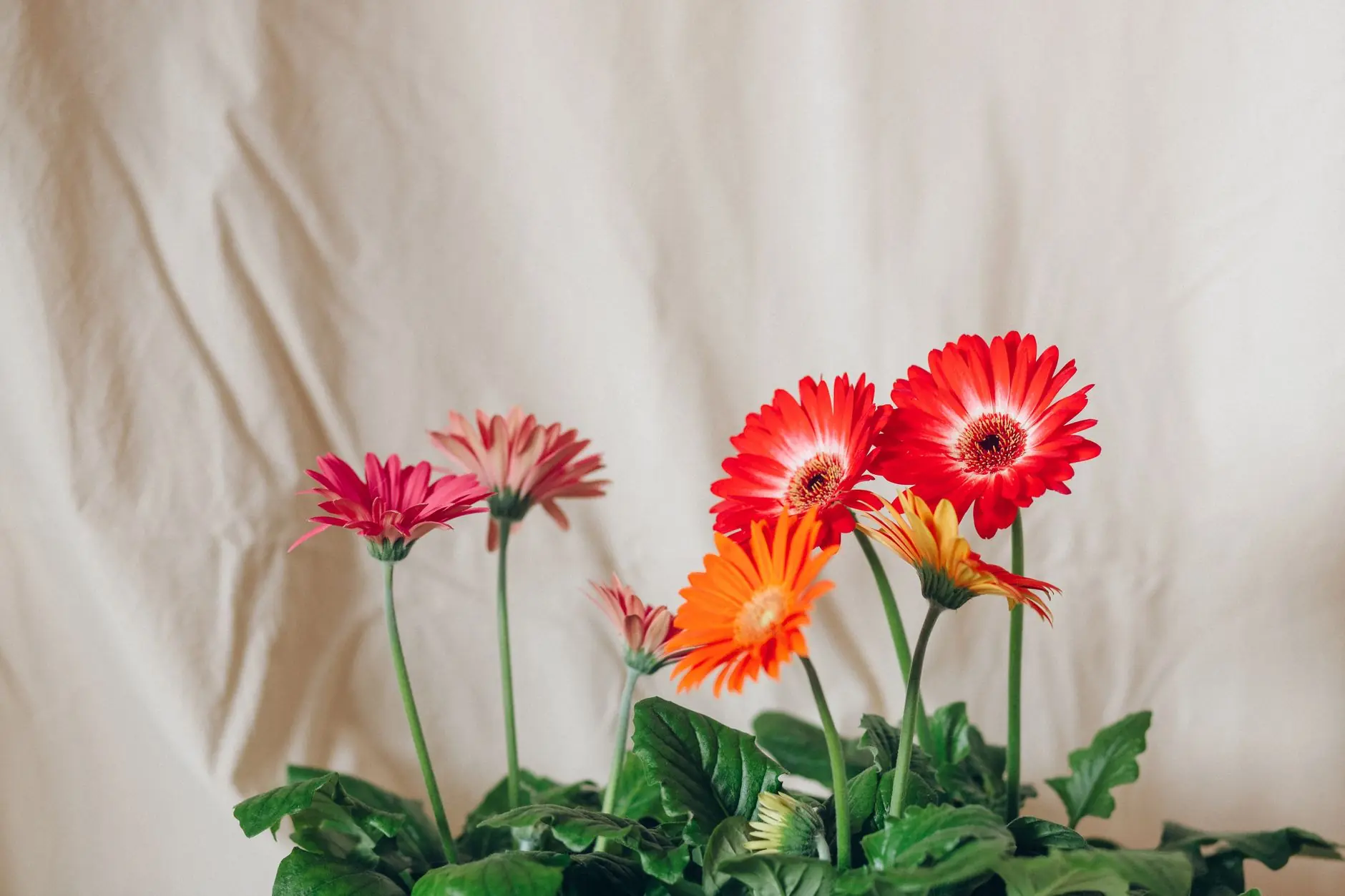 A stunning display of colorful Barberton daisies blooming indoors, radiating natural beauty and freshness.