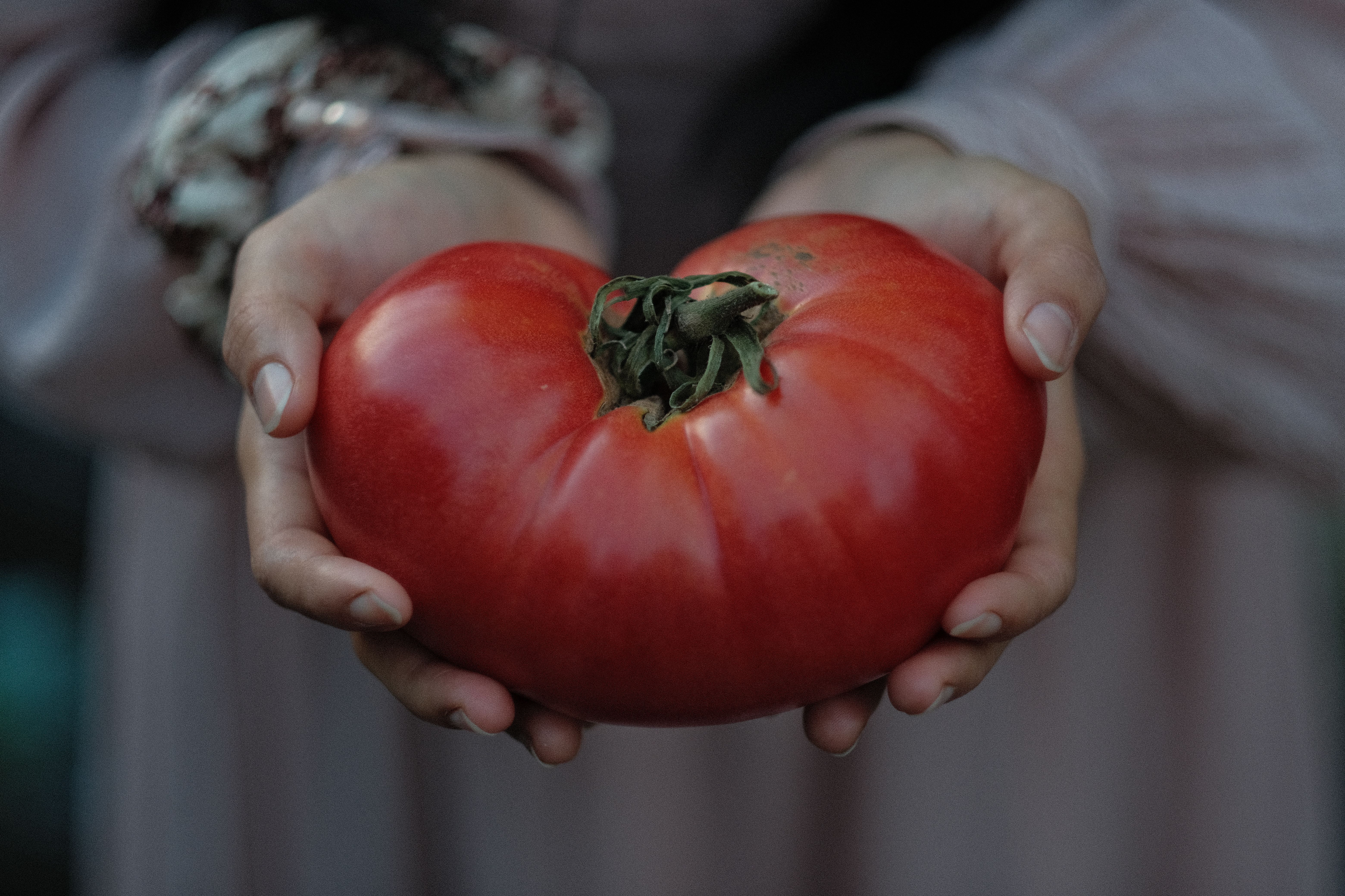 Hands hold a ripe German Johnson Tomato, showcasing its color