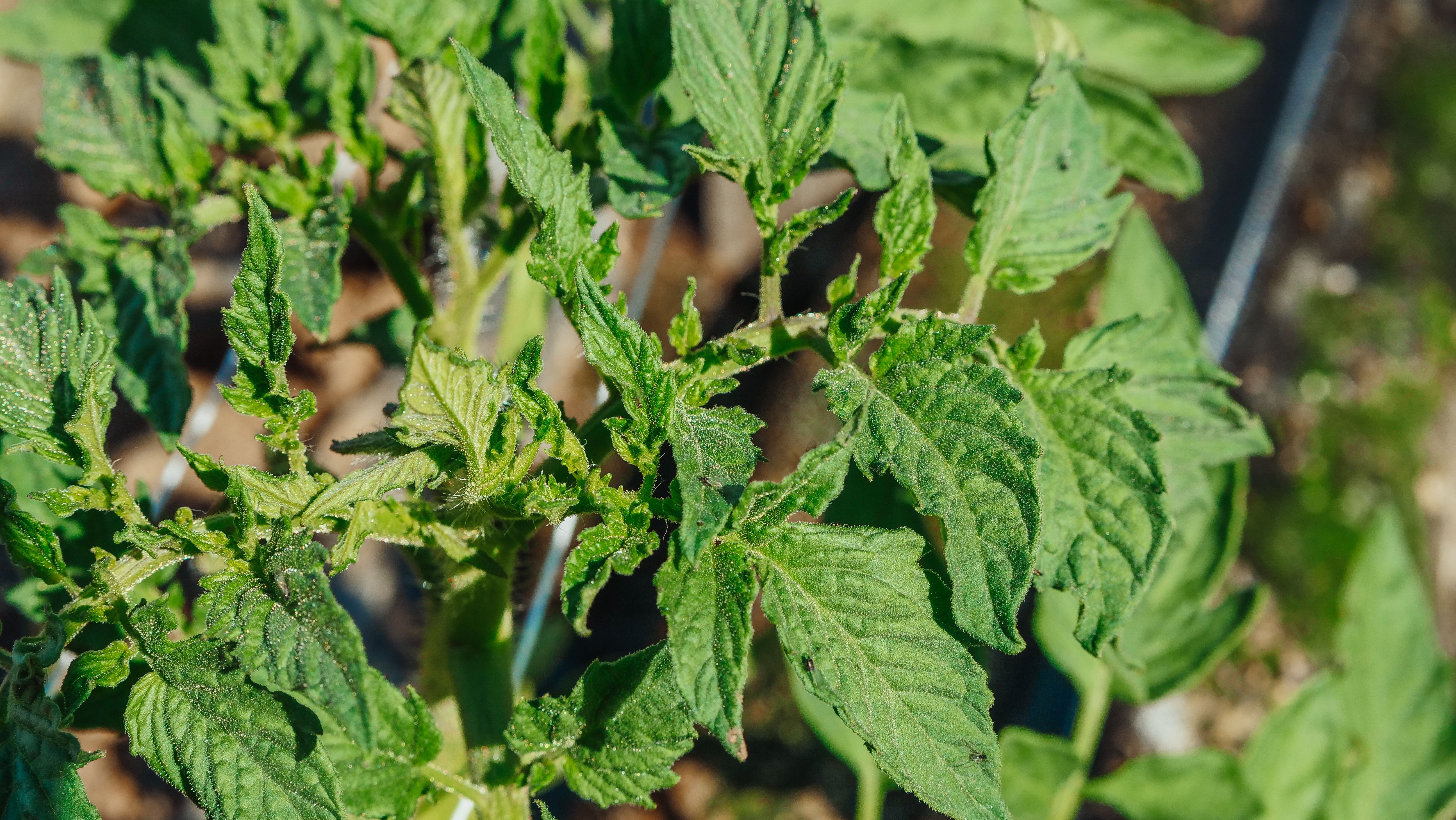 Yellowing leaves on a healthy German Johnson Tomato plant in the garden