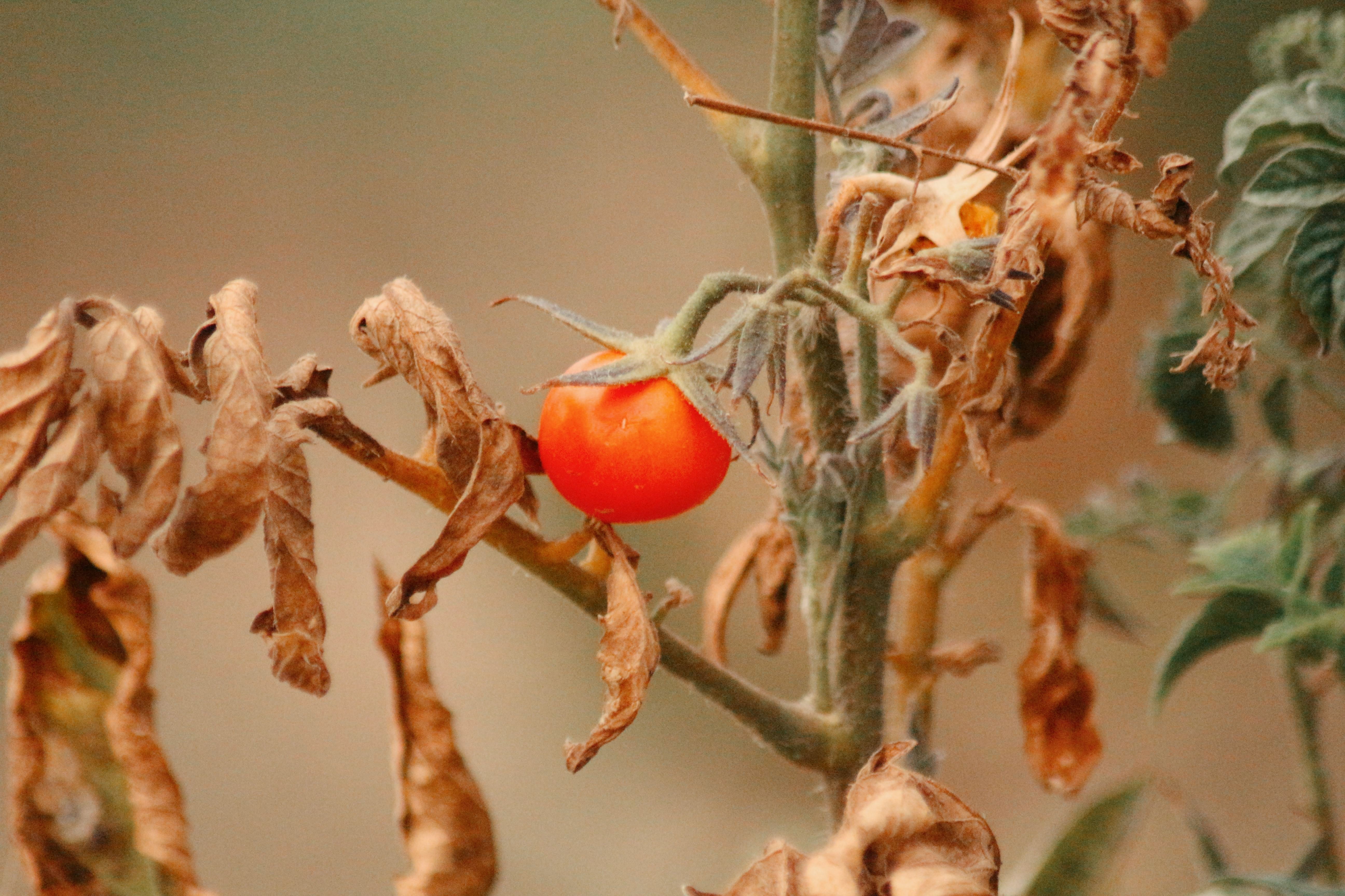 A single red "German Johnson Tomato" hangs from a branch amidst withered leaves