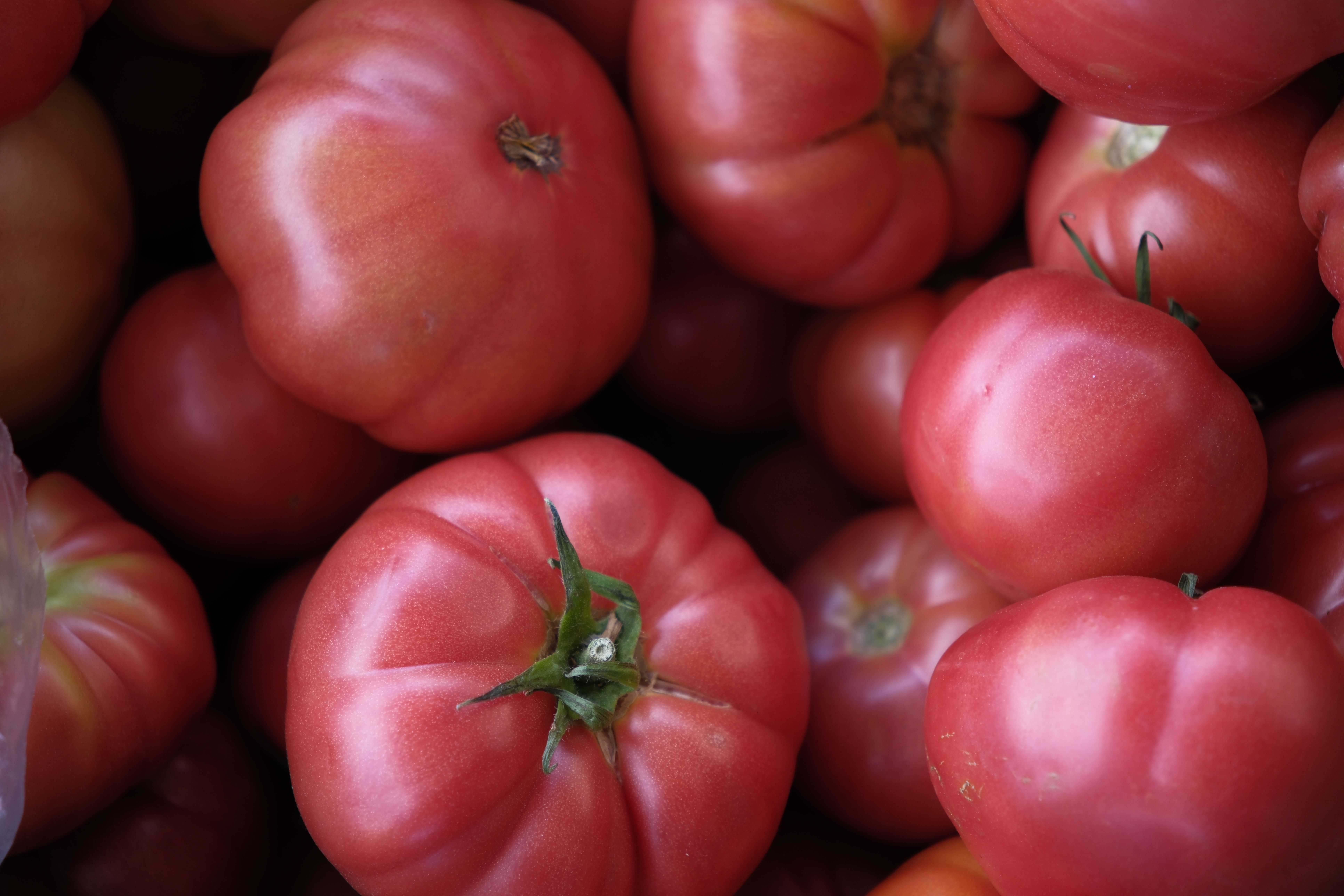 A close-up shot of ripe red German Johnson tomatoes