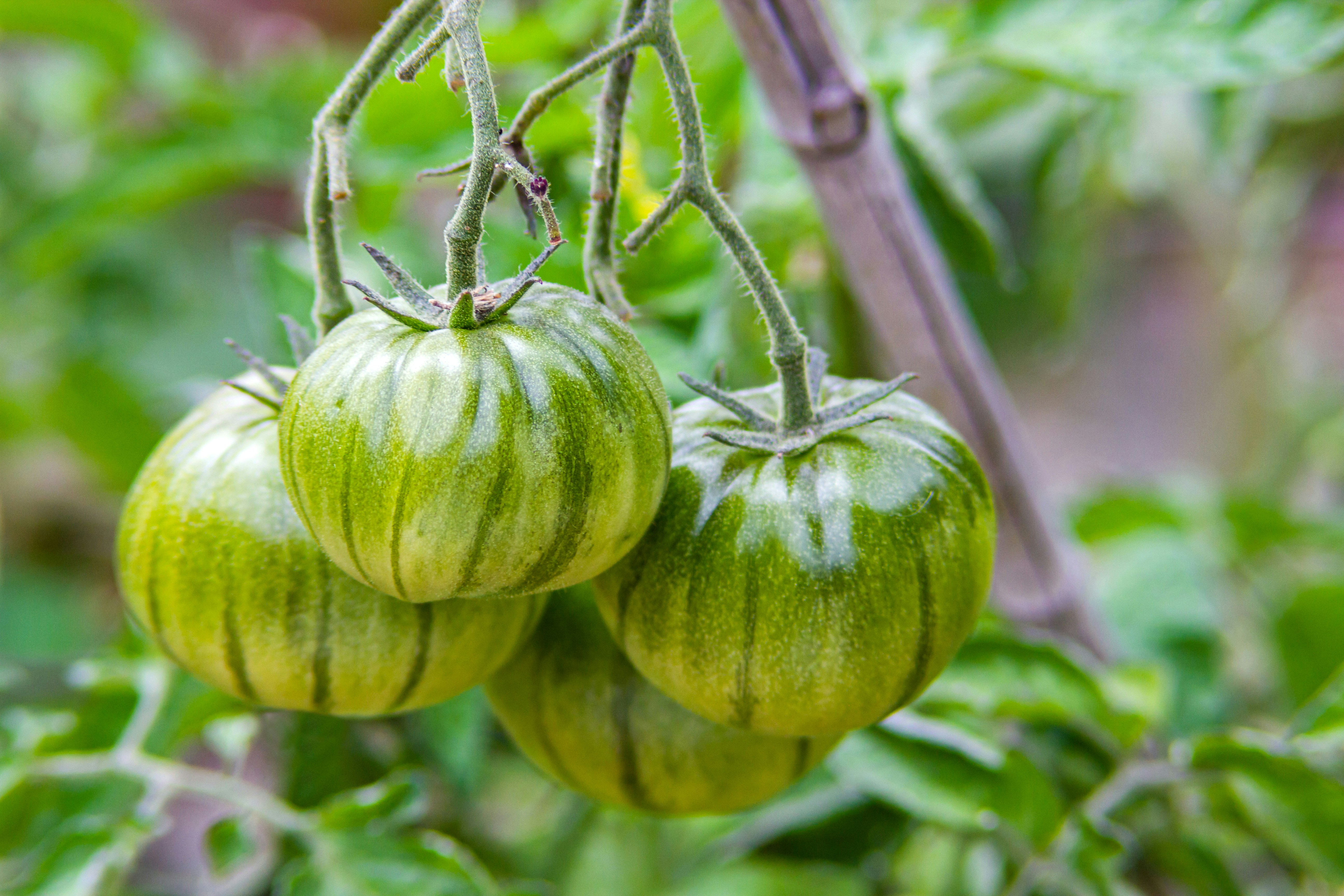 Green Zebra Tomato Plants hang heavy on a vine with vibrant green fruits