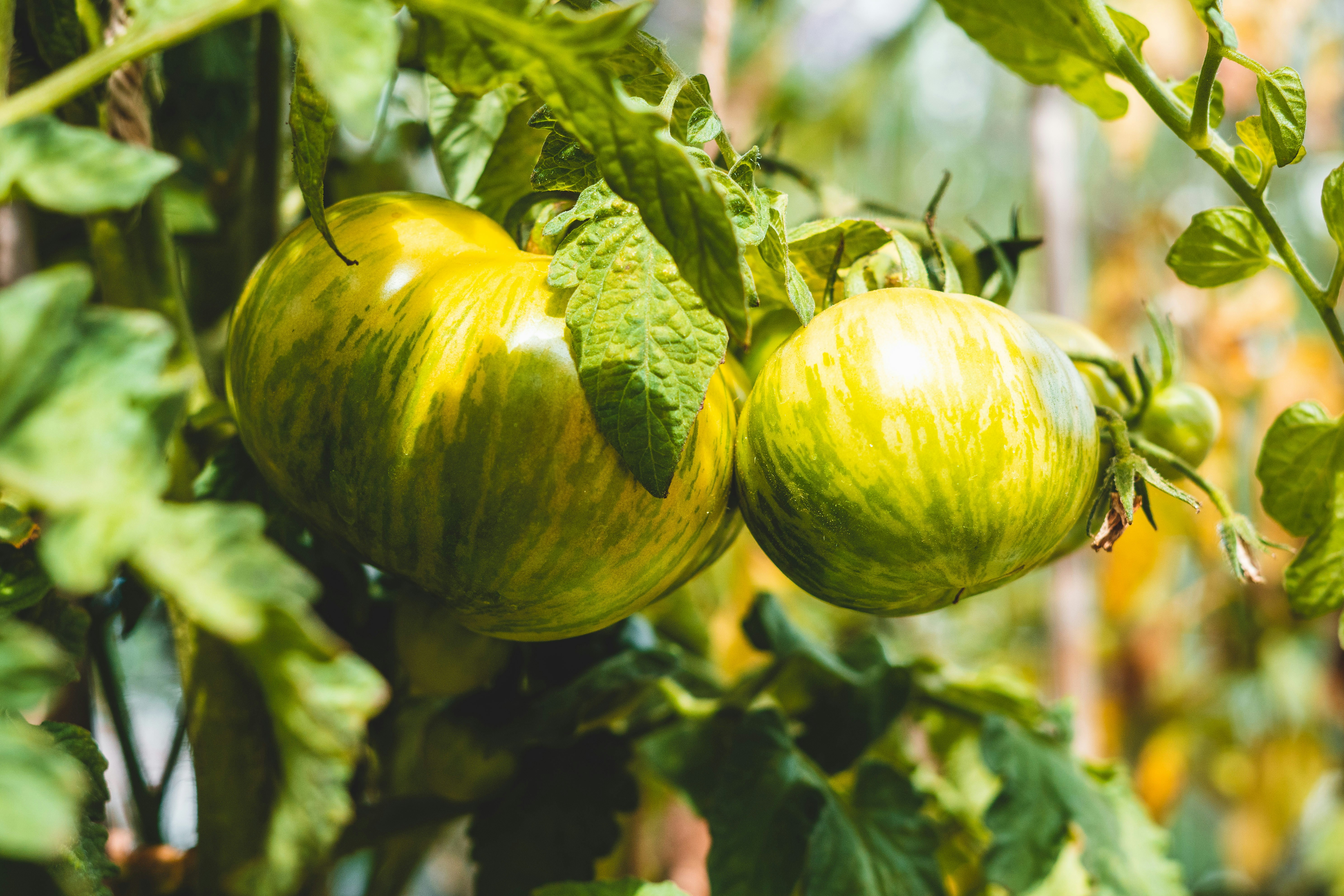 Green Zebra Tomato Plants growing lushly on a leafy vine
