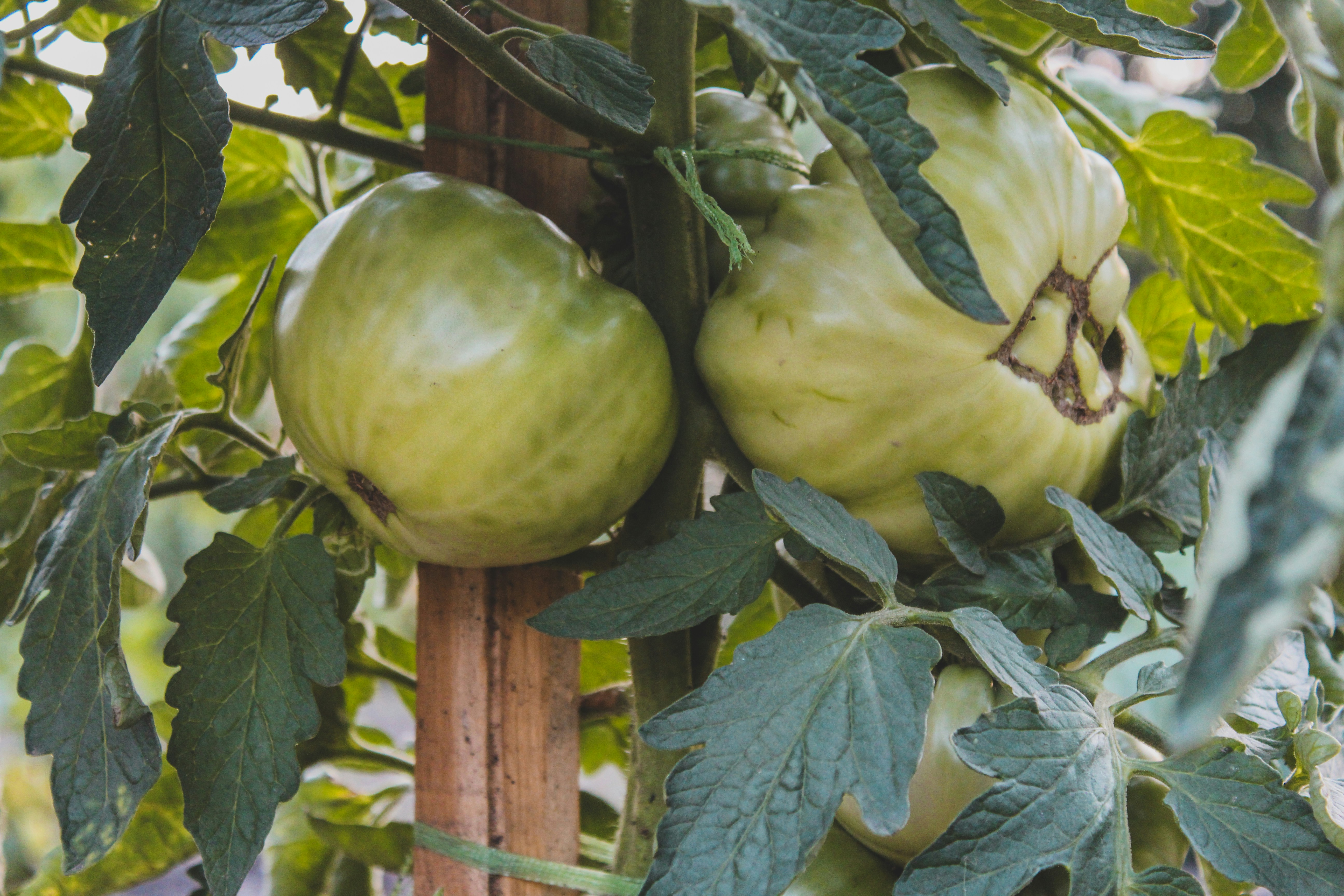 Two Green Zebra Tomato Plants with leaf damage hang from branches