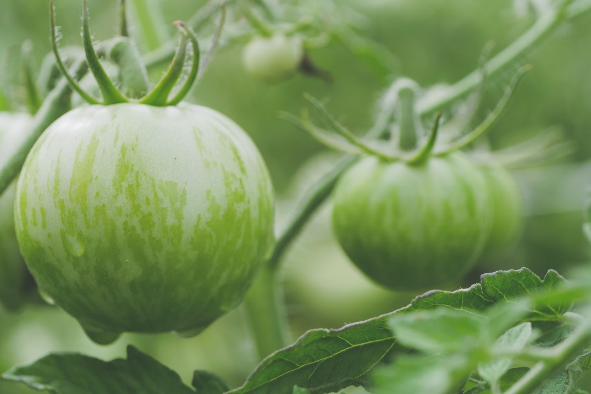 Fresh unripe green tomatoes hanging on the vine in a lush garden setting.