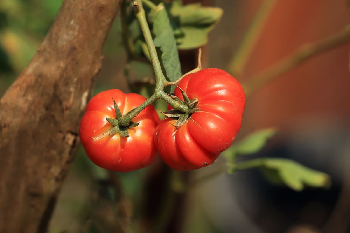 Large ripe beefsteak tomato growing on vine in garden with green foliage
