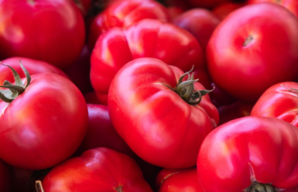 Close-up of ripe tomatoes on the vine with water droplets, showcasing freshness in a garden setting.