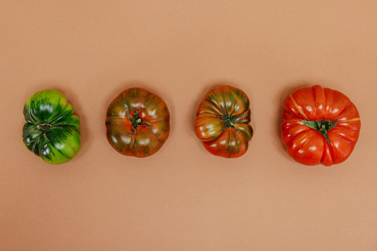 Vibrant red and green tomatoes growing on a plant in a Budapest garden.