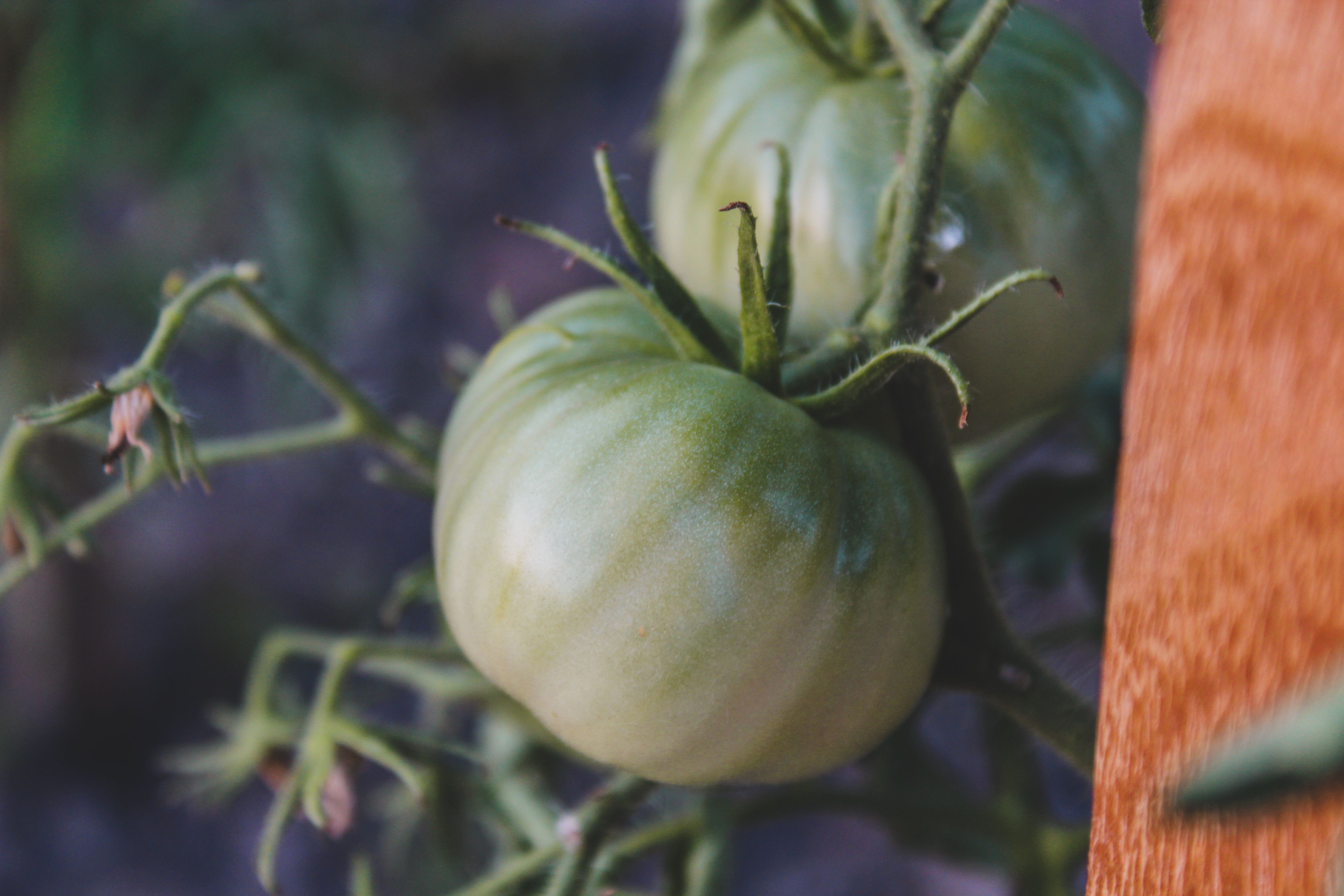 Ripe Brandywine heirloom tomatoes growing on the vine in a home vegetable garden
