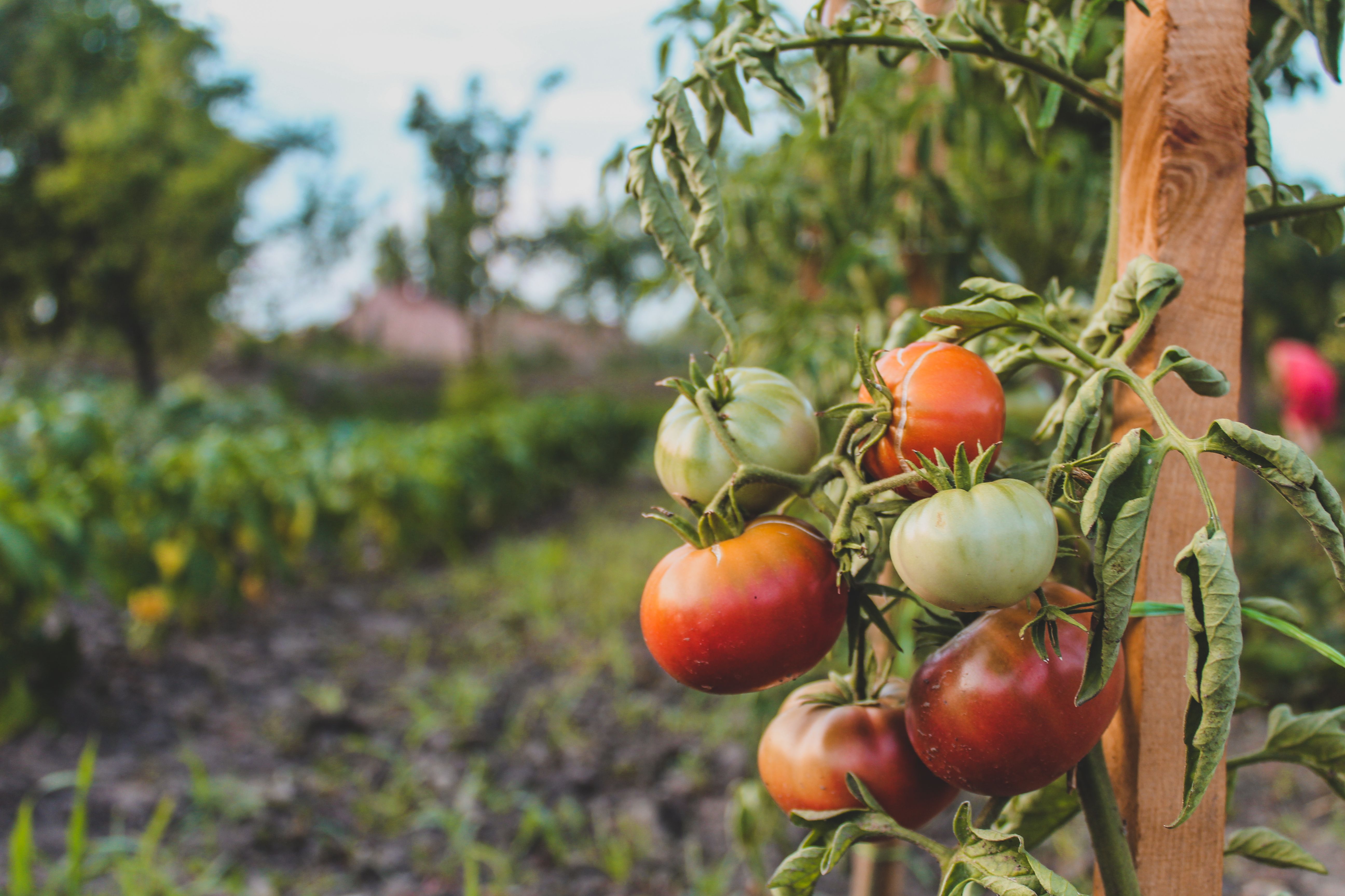 Ripe Brandywine heirloom tomatoes growing on the vine in a home vegetable garden