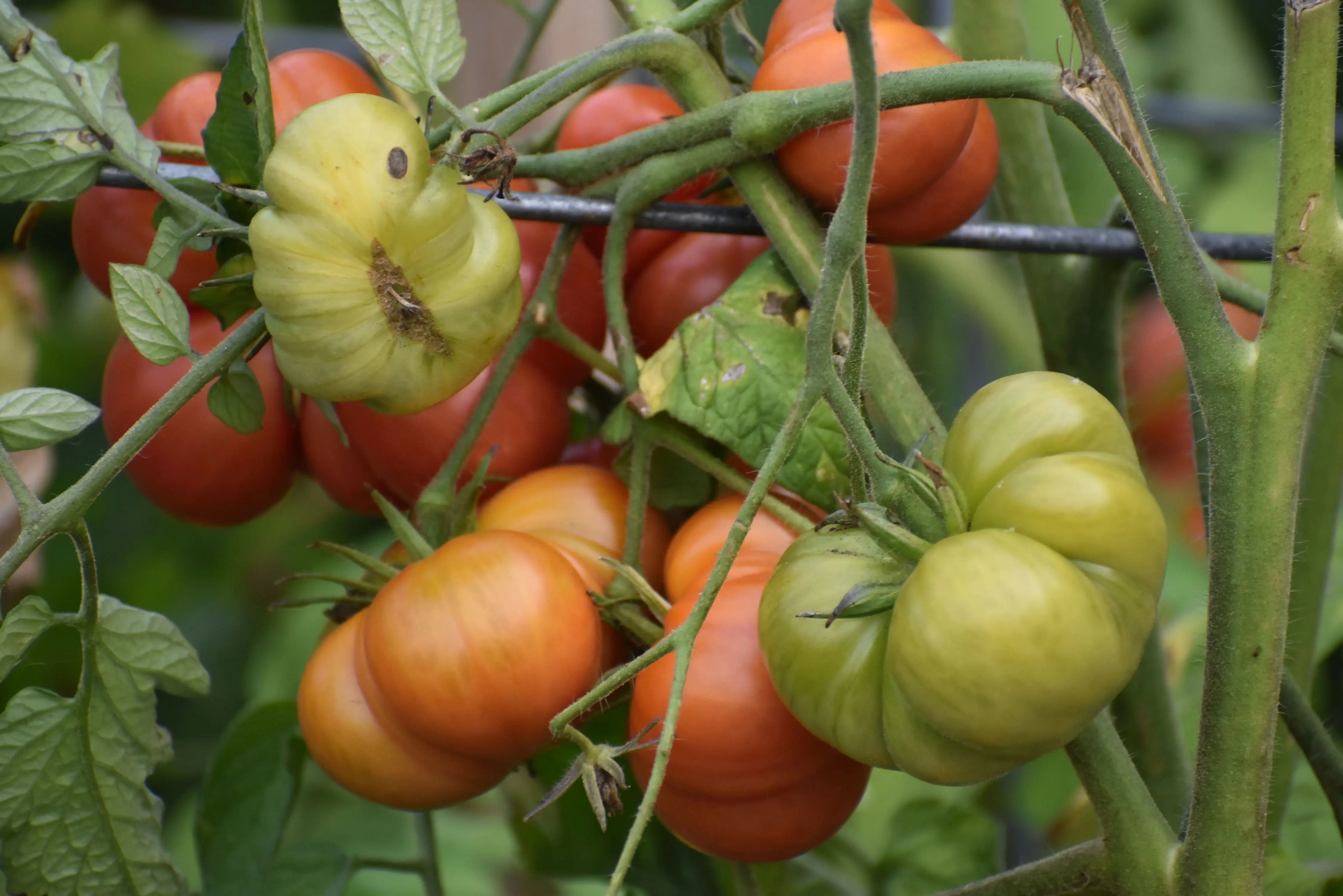 A vibrant collection of heirloom tomatoes in a wicker basket on soil. Perfect for organic and healthy eating themes.