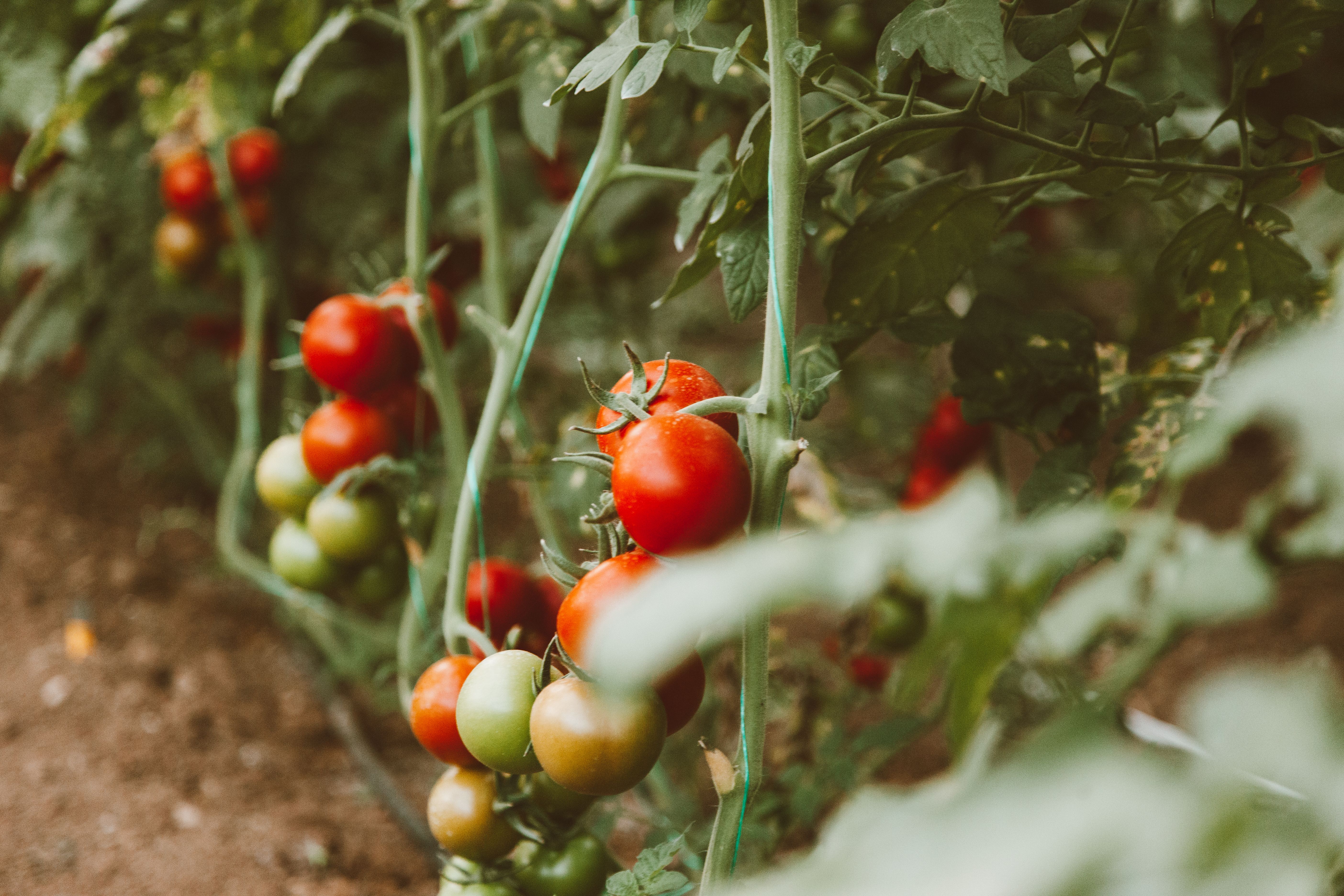 Red Celebrity tomatoes growing in a home garden with lush green foliage