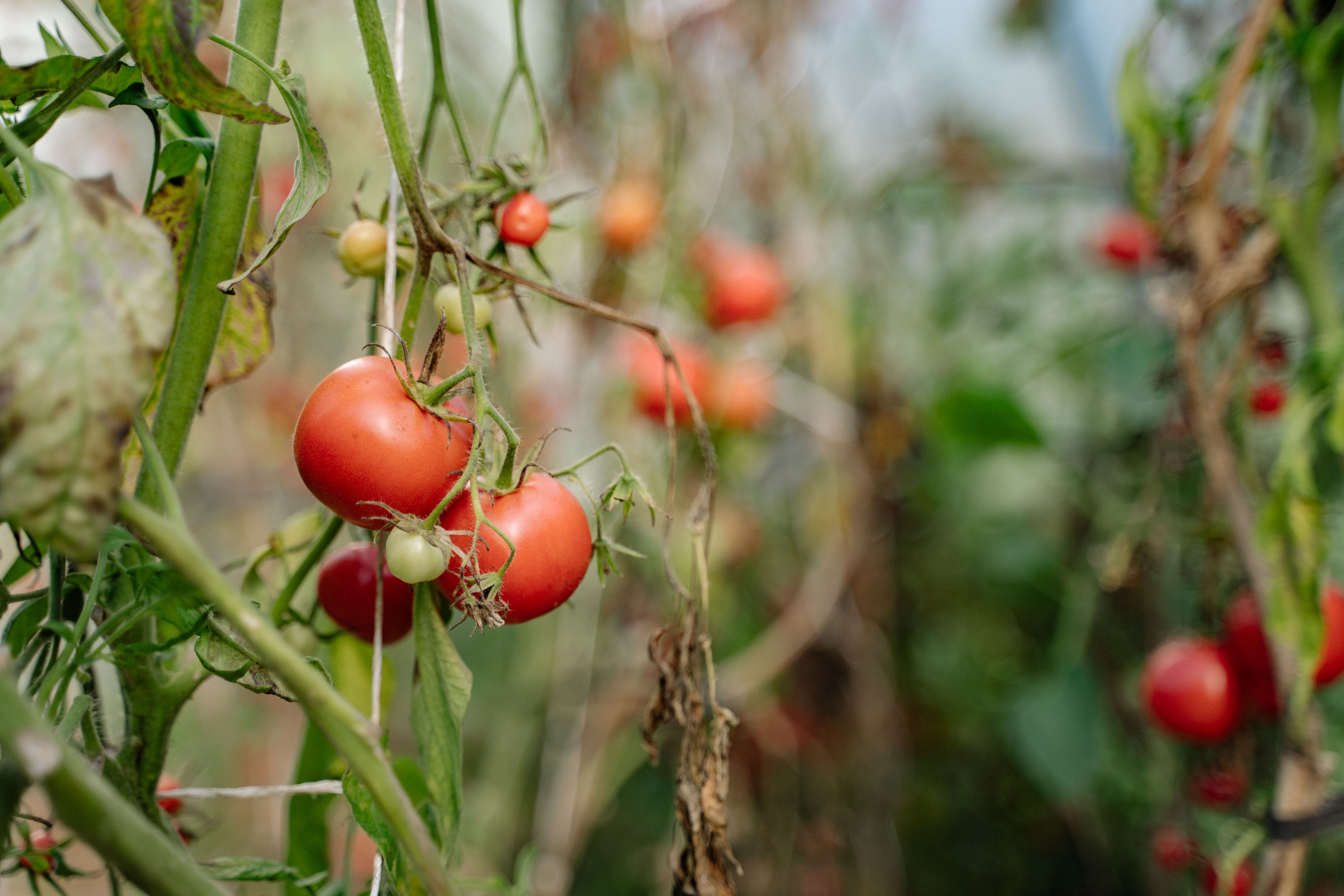 Red Celebrity tomatoes growing in a home garden with lush green foliage