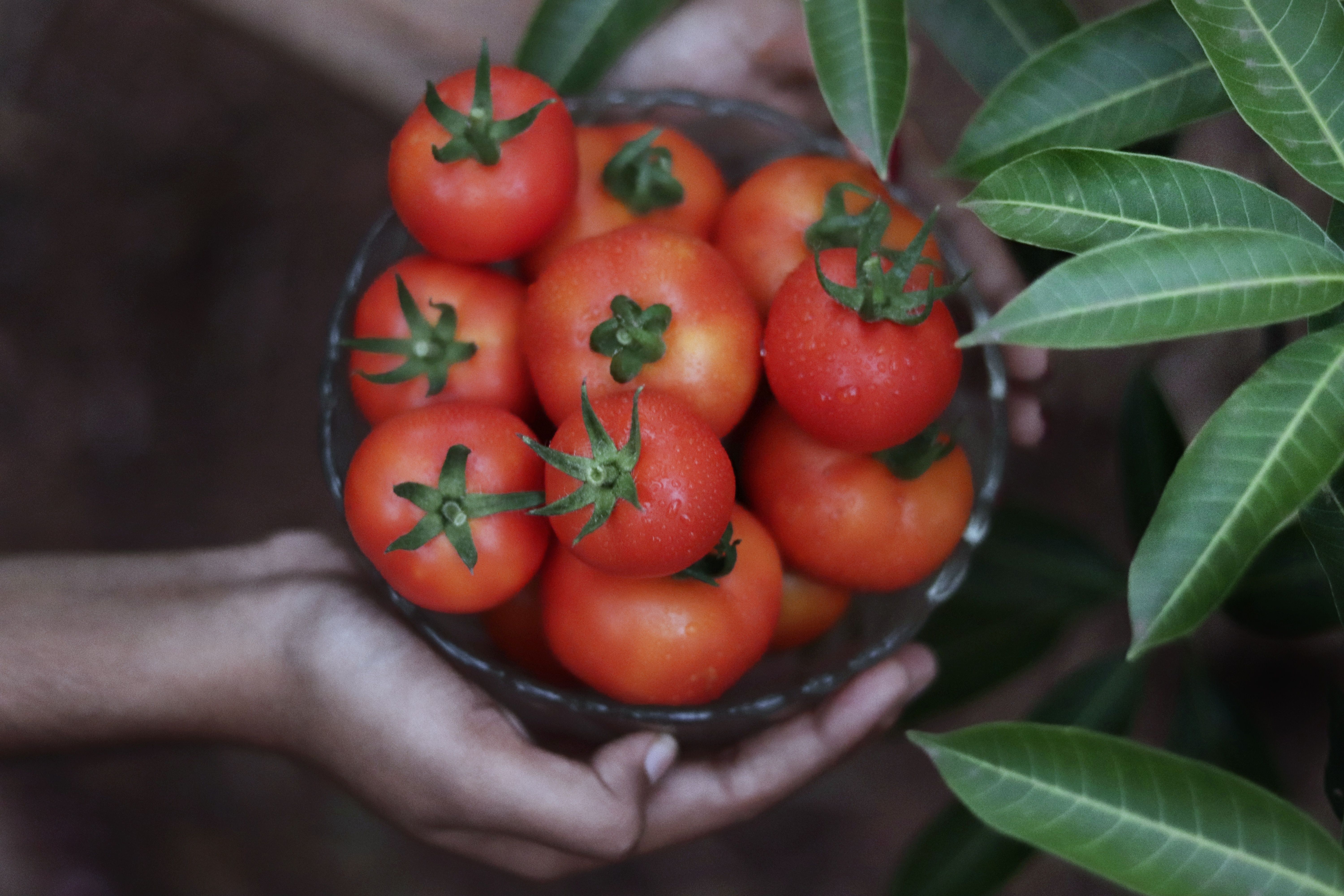 Red Celebrity tomatoes growing in a home garden with lush green foliage