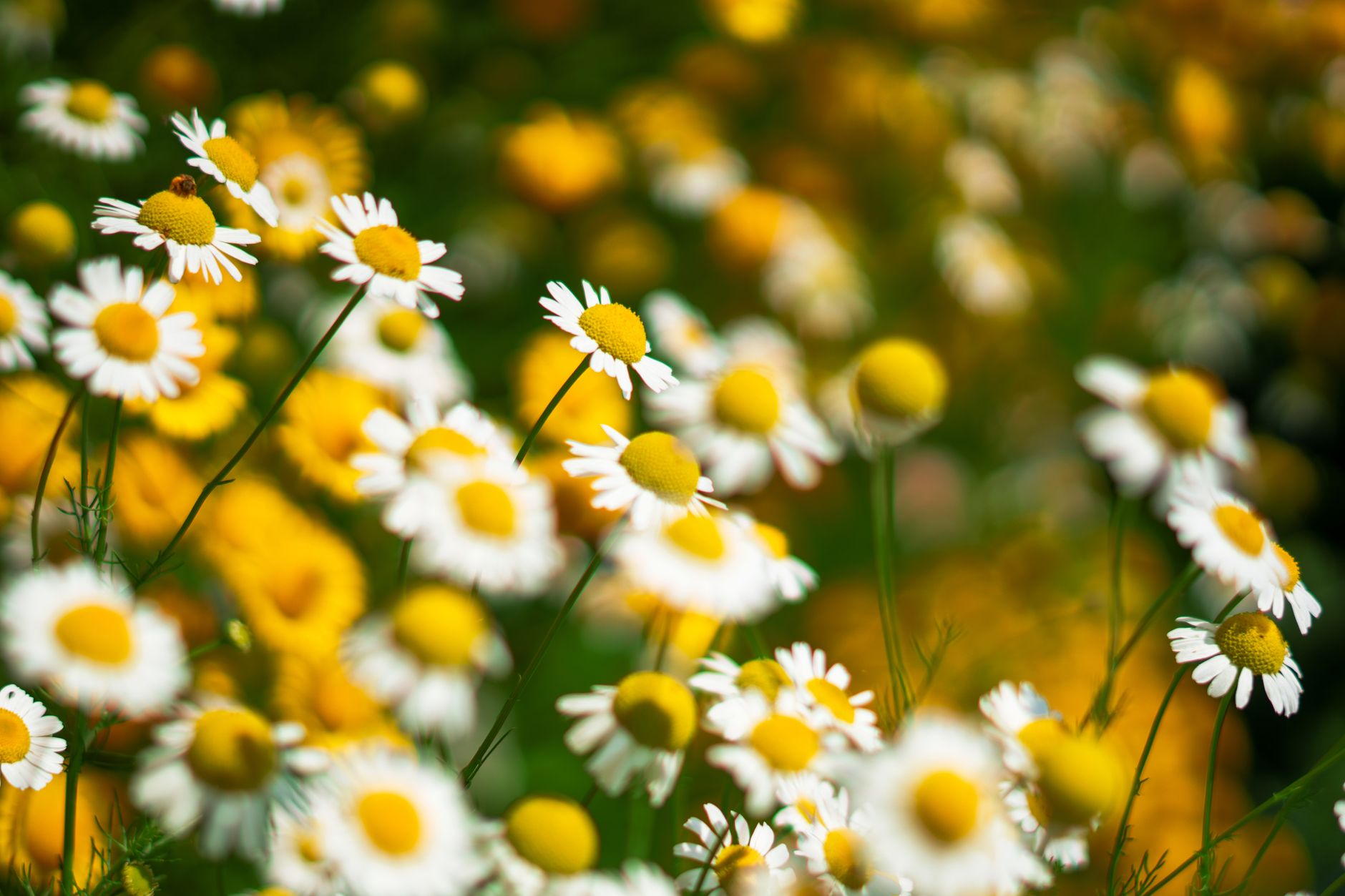 Fragrant chamomile lawn growing as a green ground cover in a sunny garden