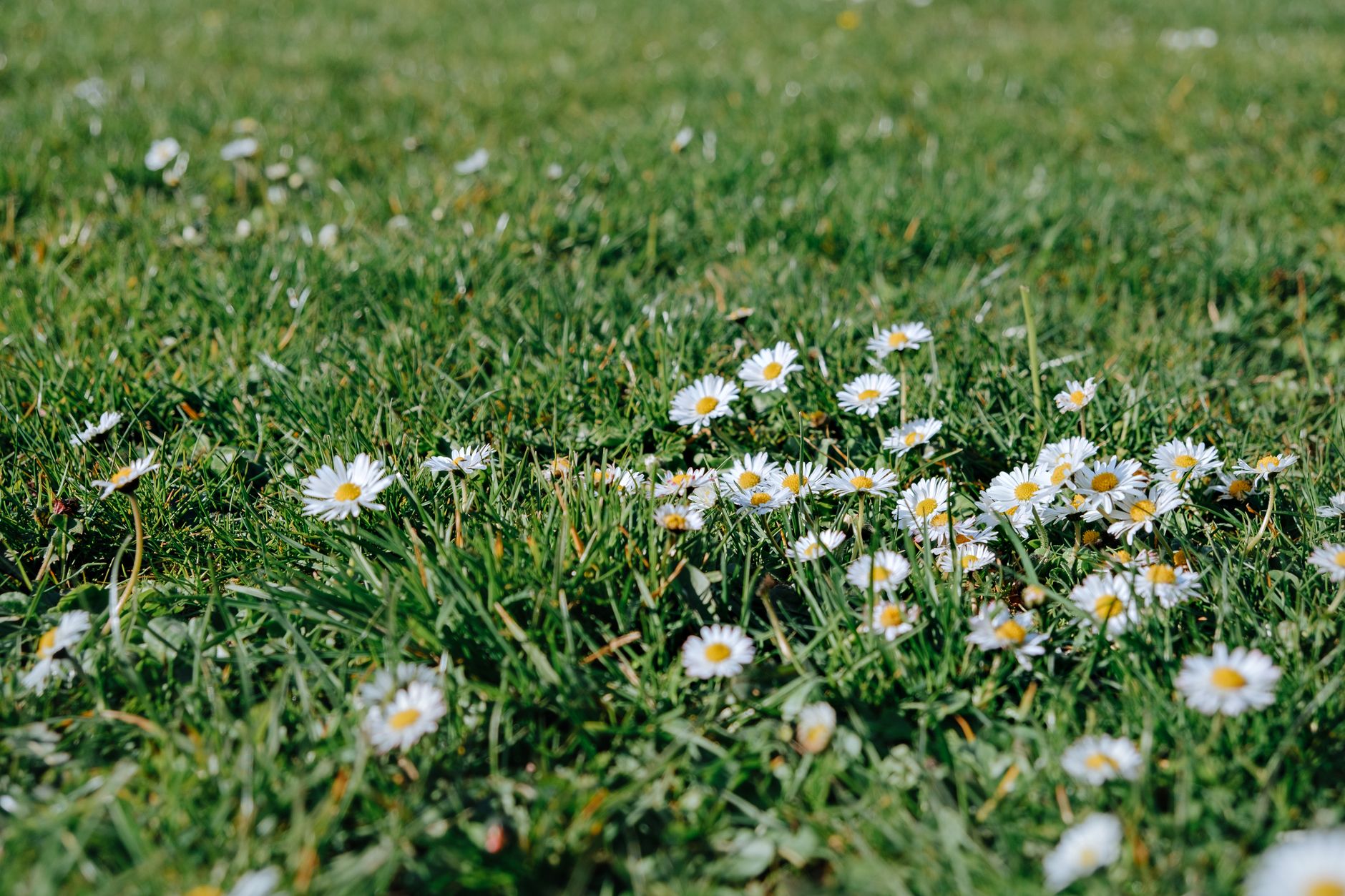 Bright daisies scattered across a green lawn, creating a vibrant spring landscape.