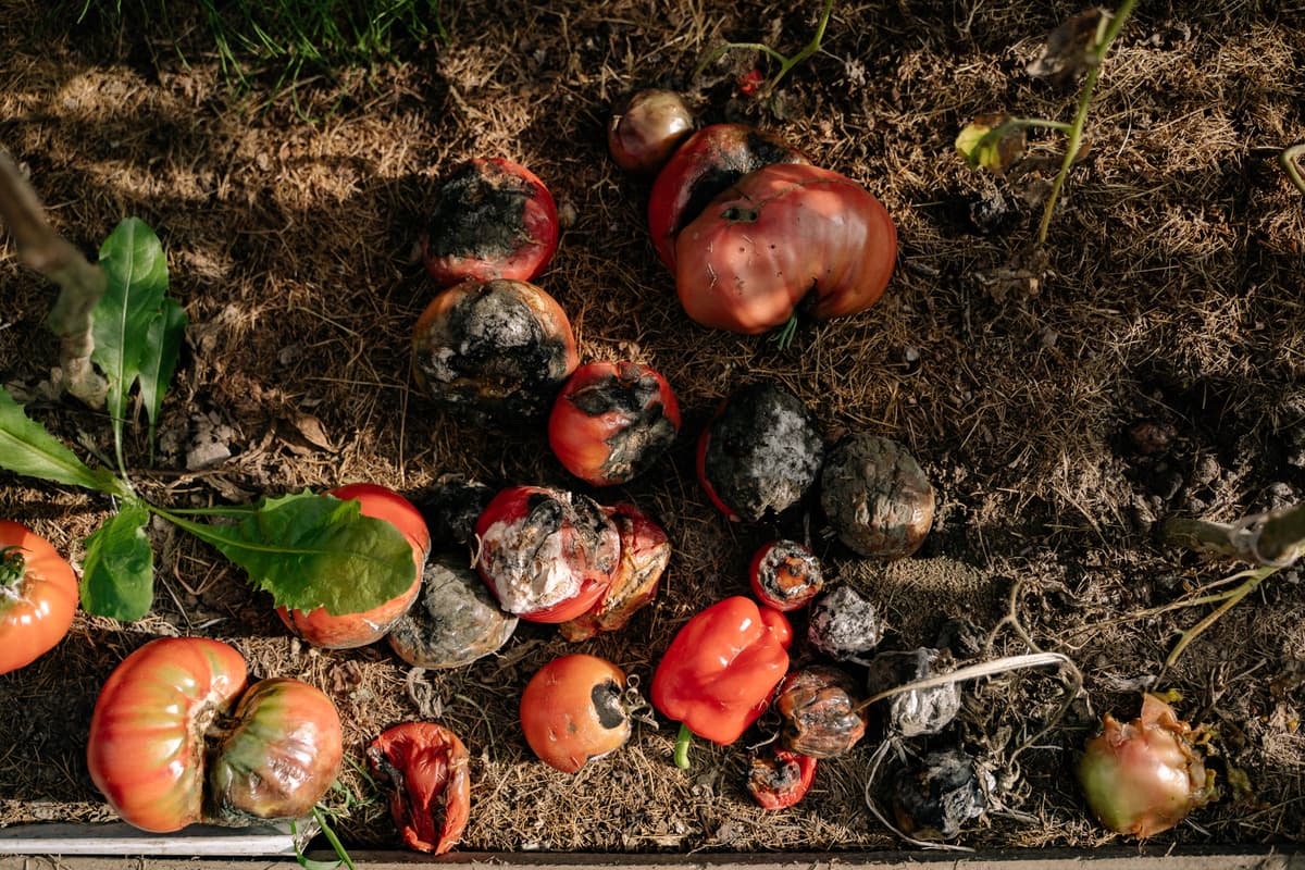 Ripe Cherokee Purple tomatoes on the vine in a home garden, showing their dusky rose and brownish-purple color with green shoulders.