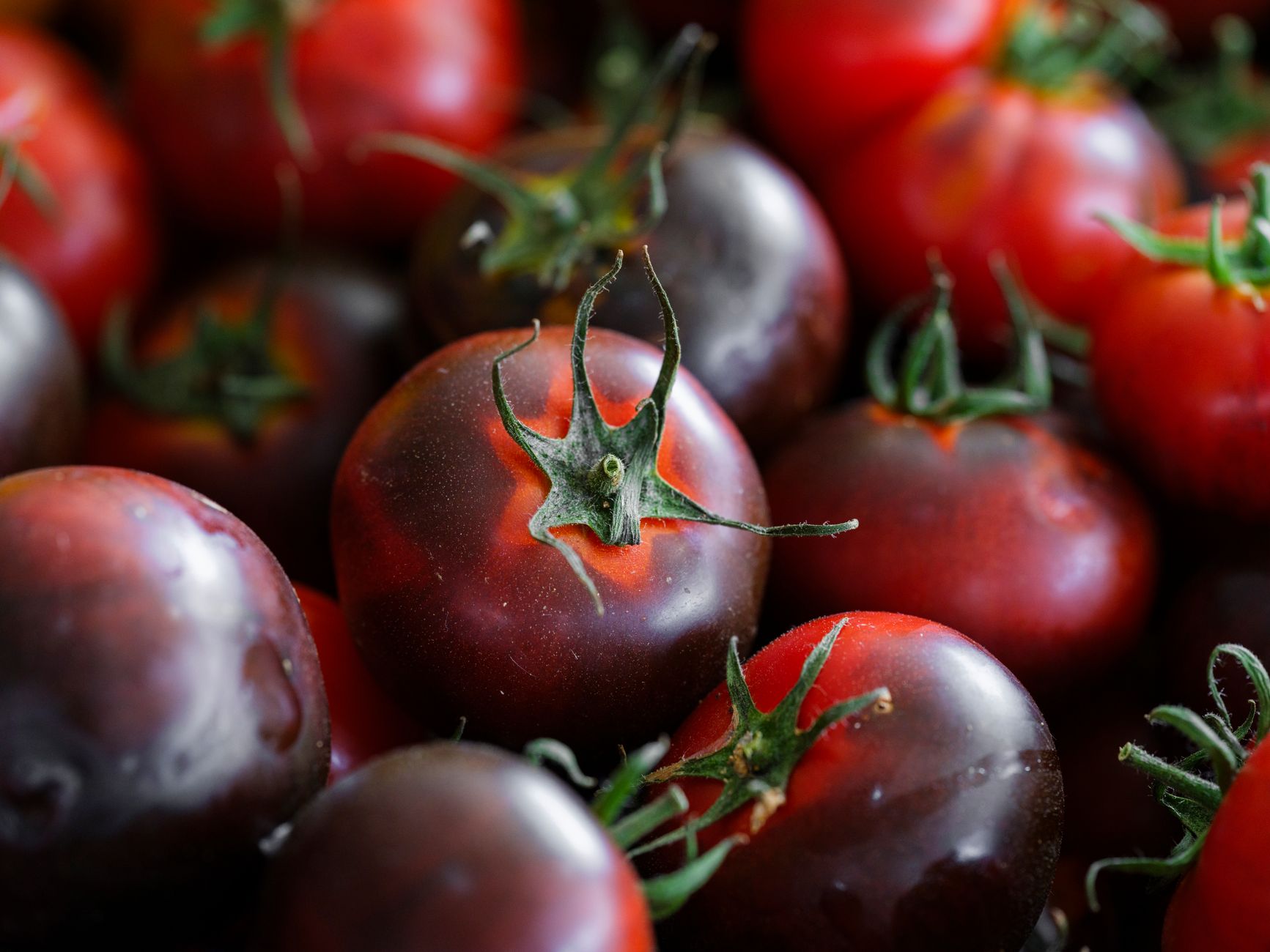 Close-up of organic heirloom tomatoes piled together, showcasing freshness and vivid colors.