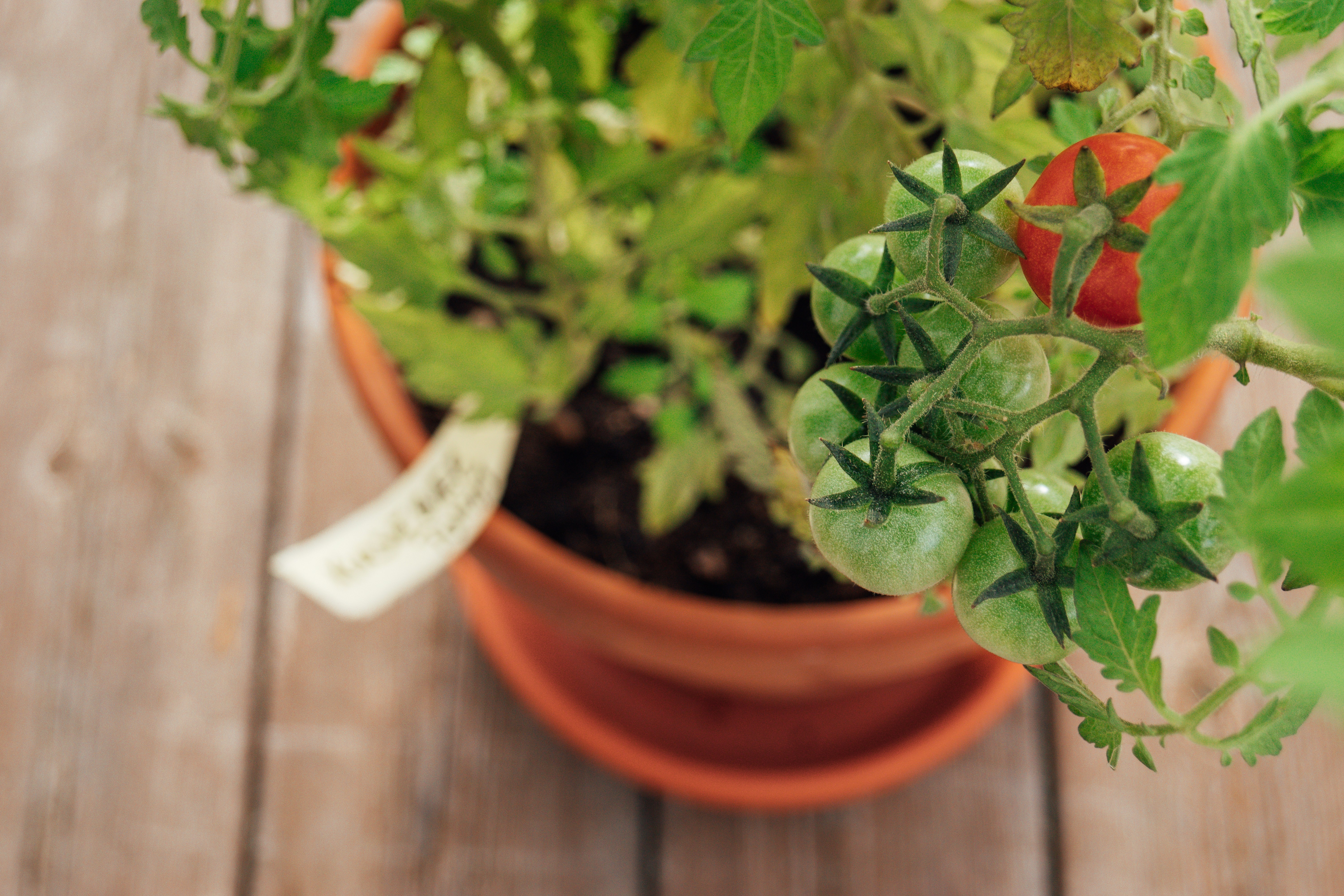 A potted tomato plant with developing cherry tomatoes indoors