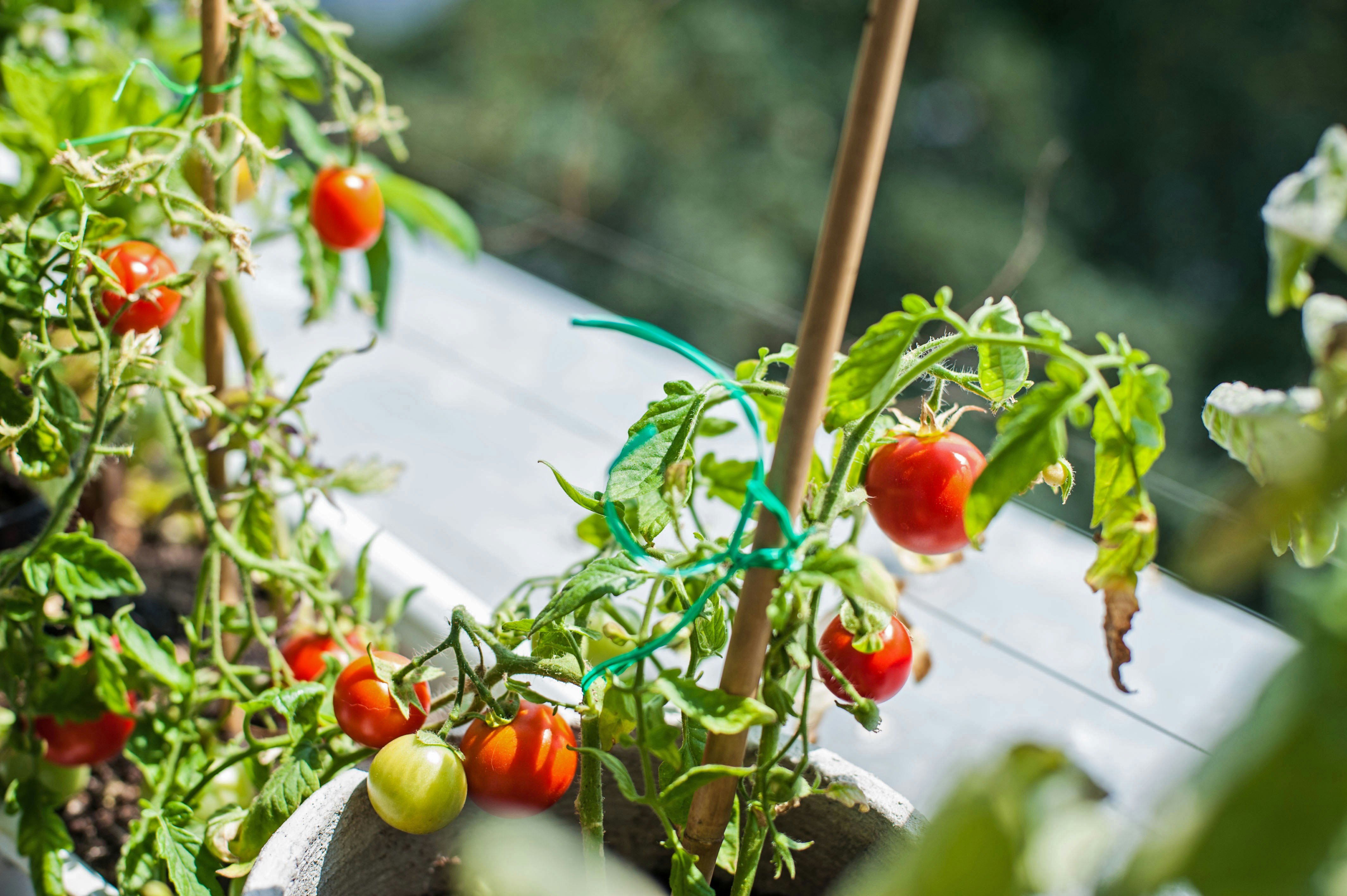 Ripe cherry tomatoes grow in a pot indoors
