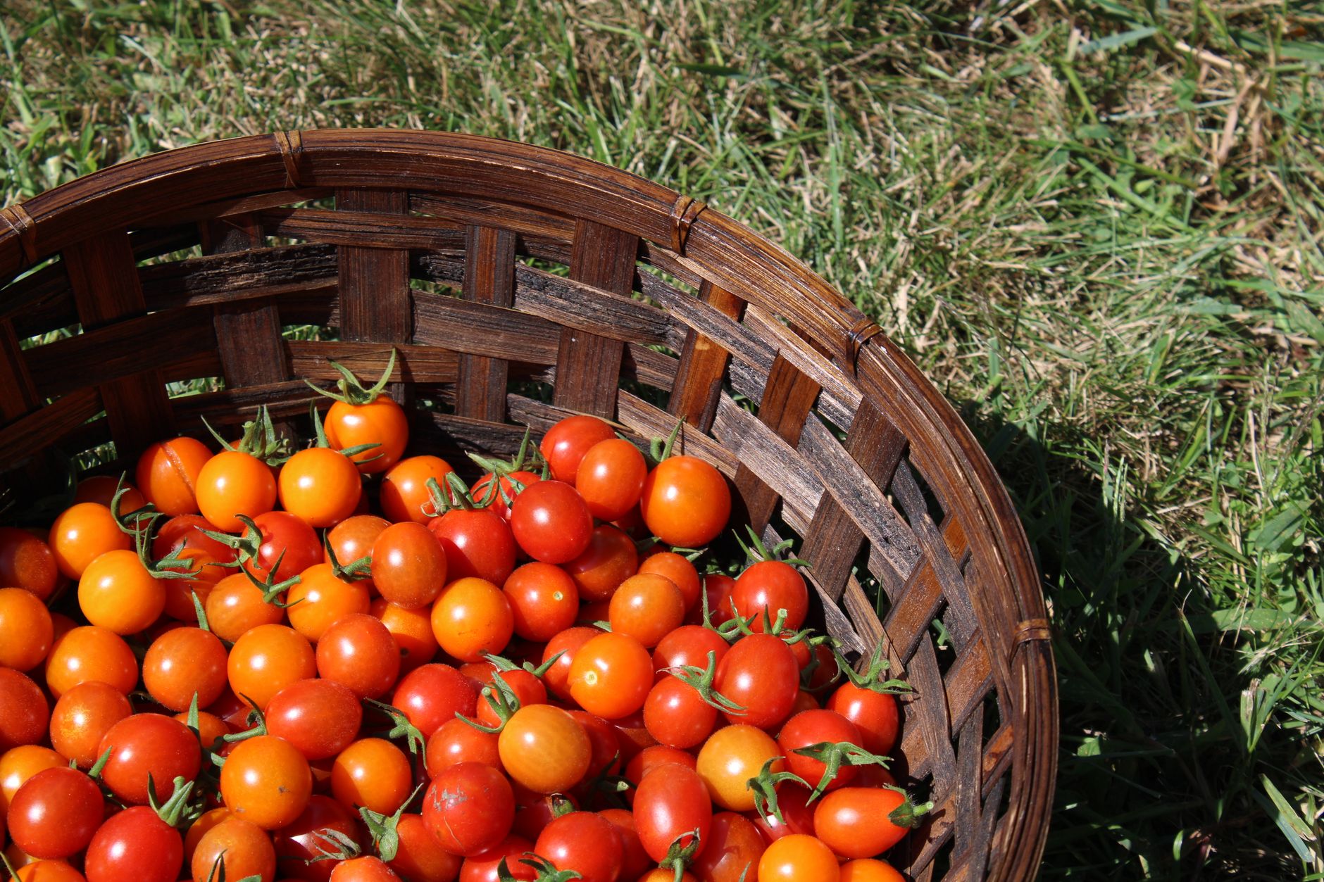 A woven basket overflows with ripe cherry tomatoes in sunlight