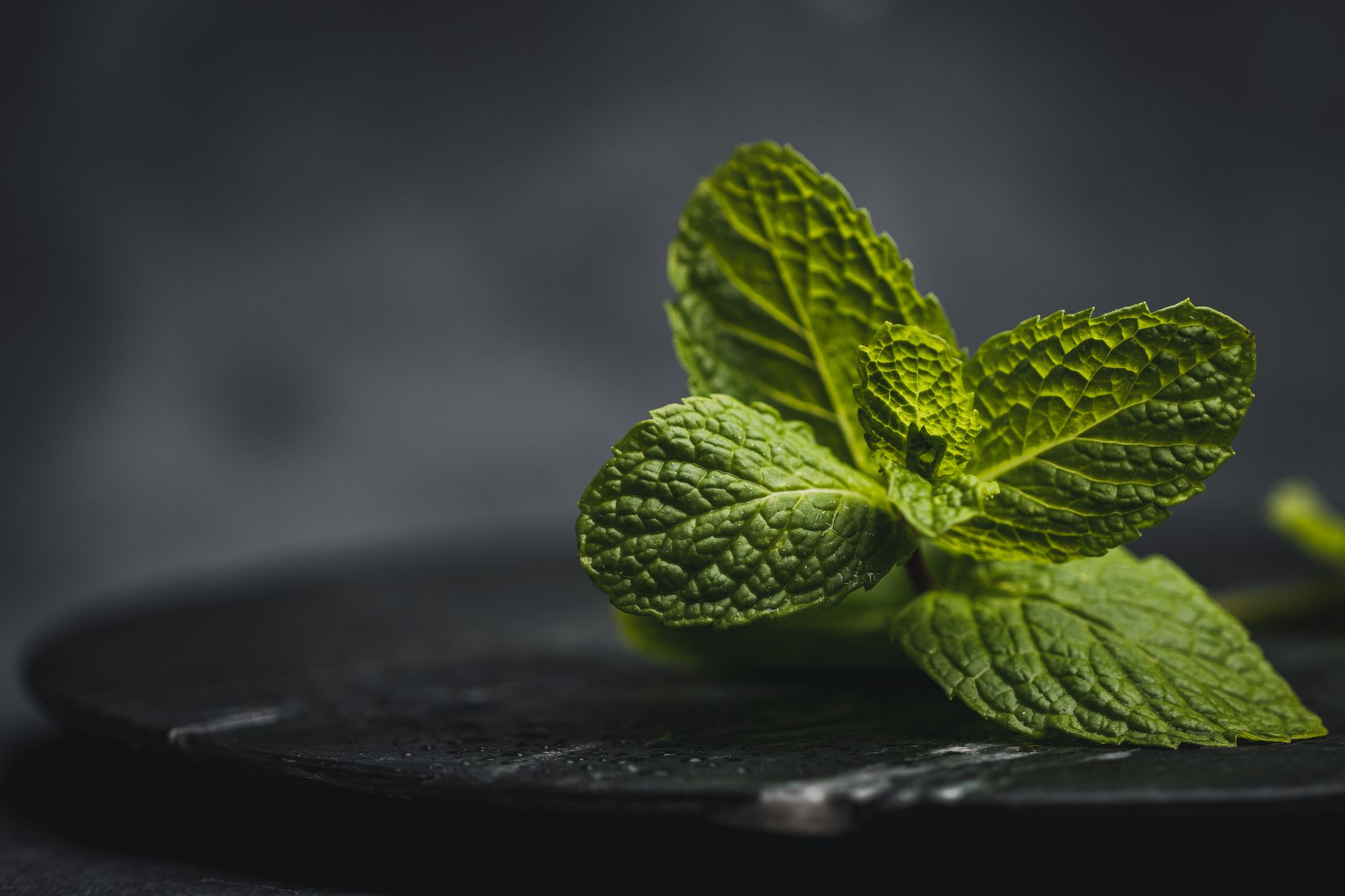 Chocolate mint plant growing in a garden pot with dark green leaves showing purple tinge