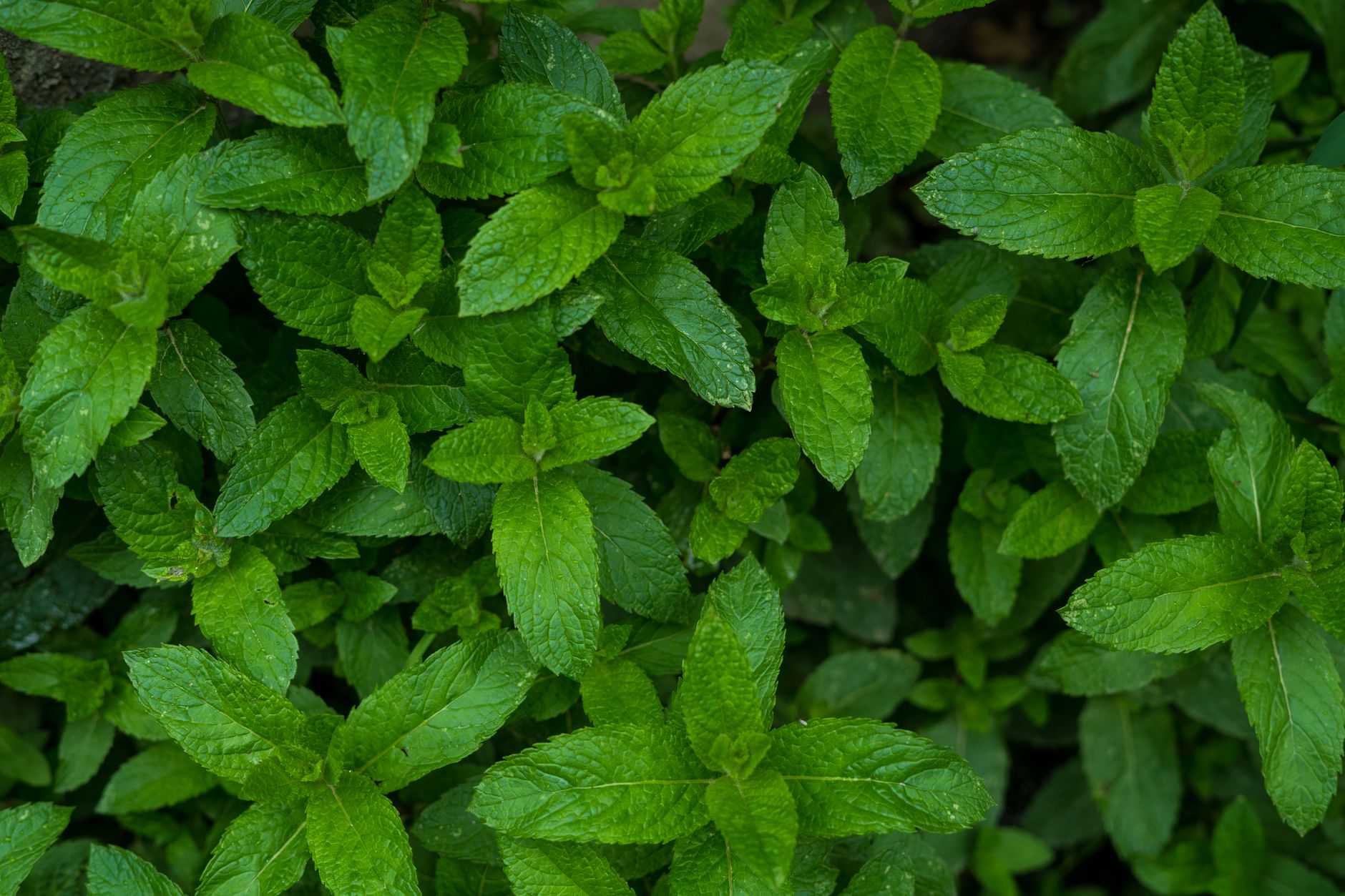 Chocolate mint plant growing in a garden pot with dark green leaves showing purple tinge