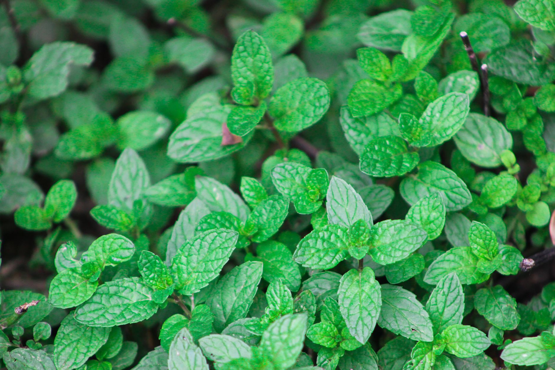 Vibrant green mint leaves growing densely in a lush garden setting.
