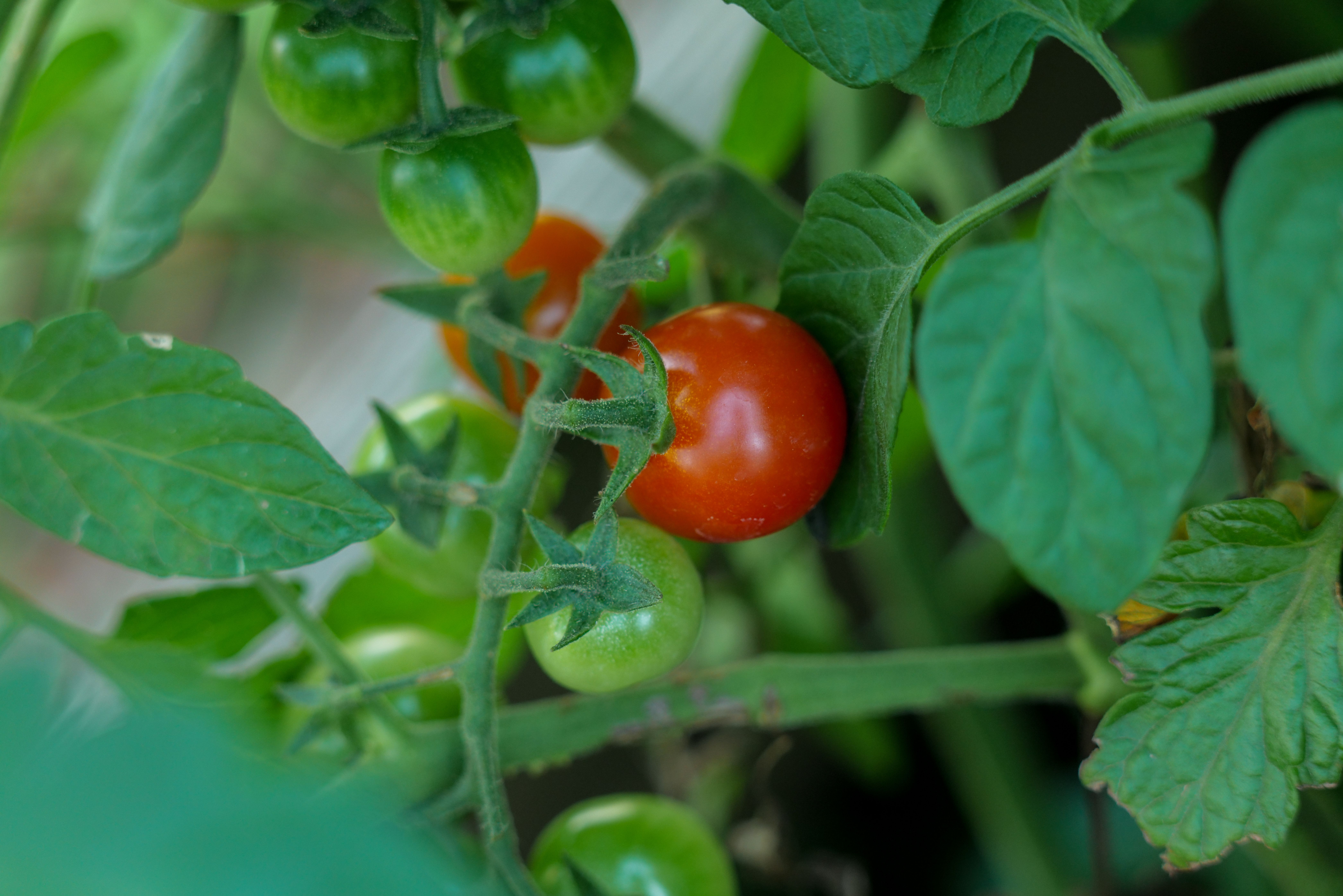 Early Girl tomato plants growing in a home garden with ripe red fruit ready for harvest