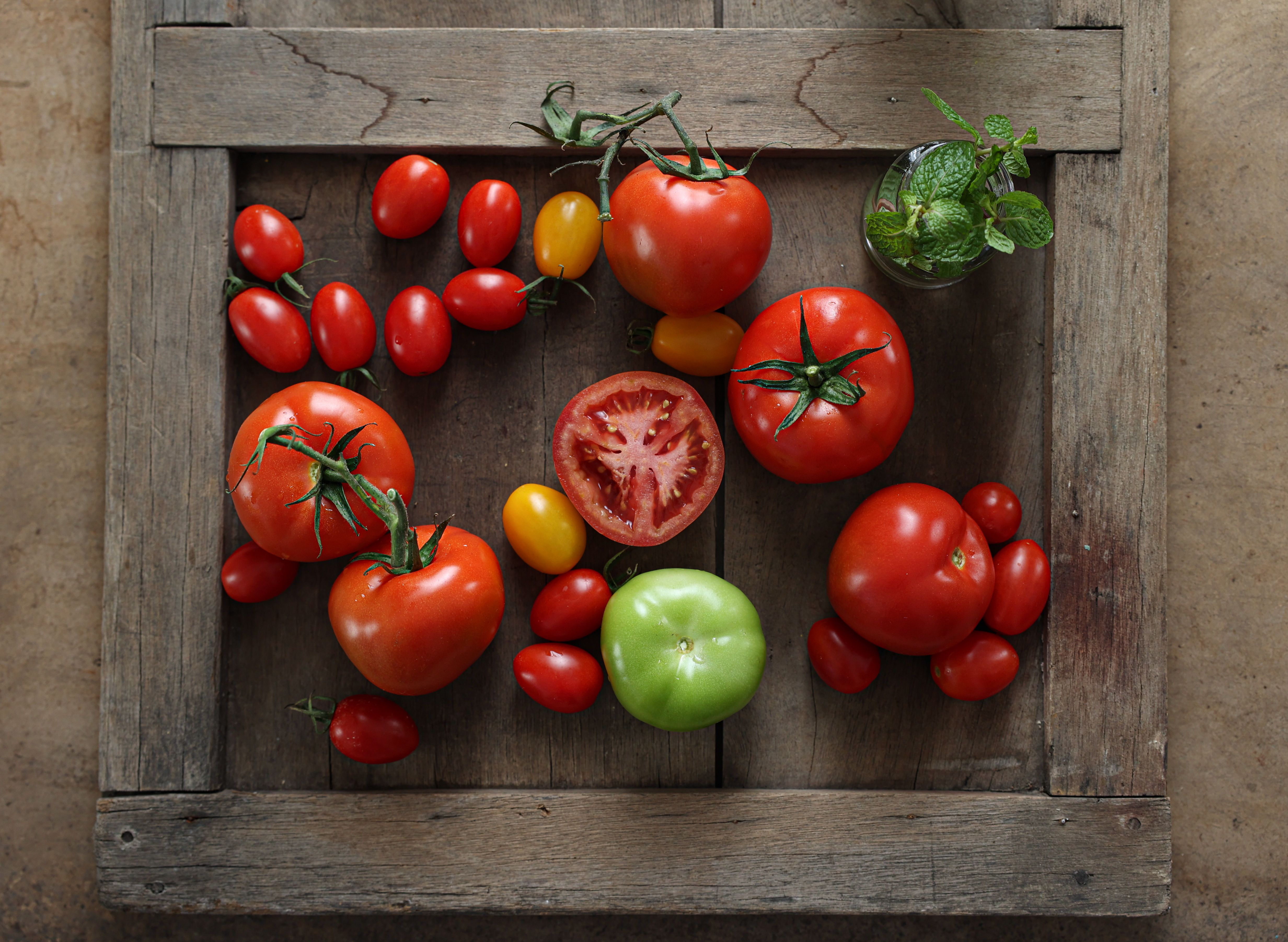 Early Girl tomato plants growing in a home garden with ripe red fruit ready for harvest