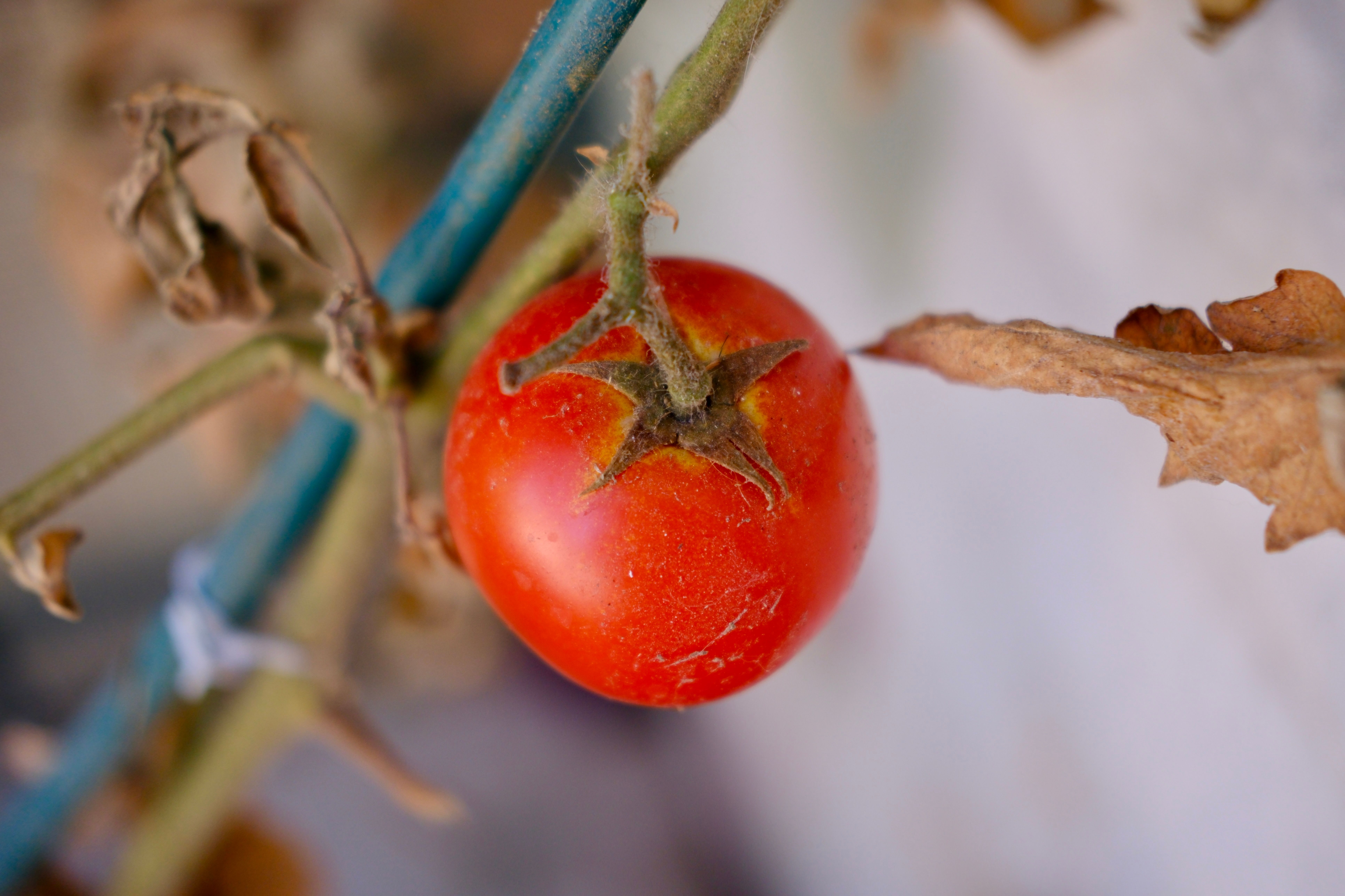 Early Girl tomato plants growing in a home garden with ripe red fruit ready for harvest