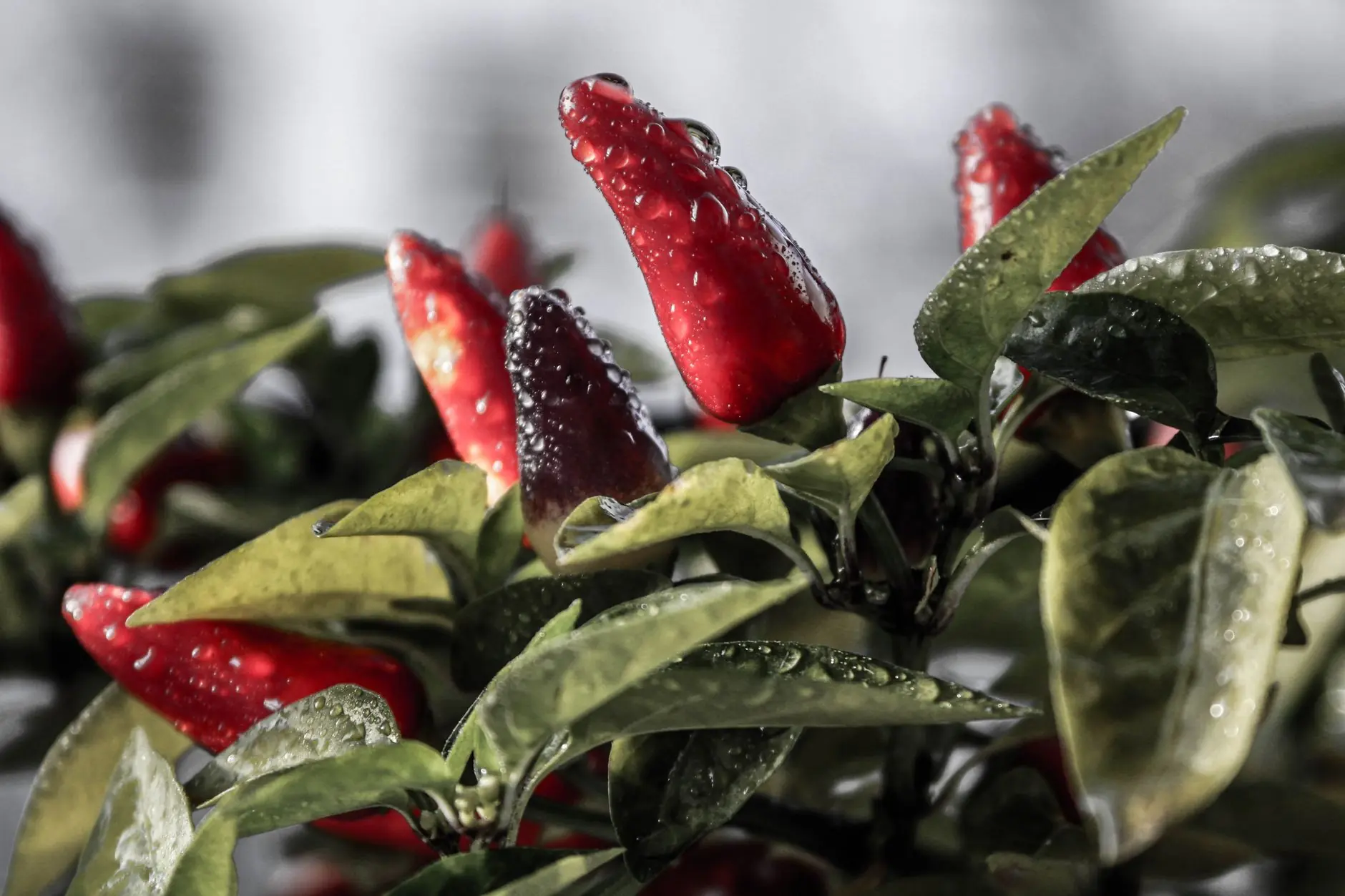 A healthy jalapeño pepper plant with green and red peppers growing in a garden bed