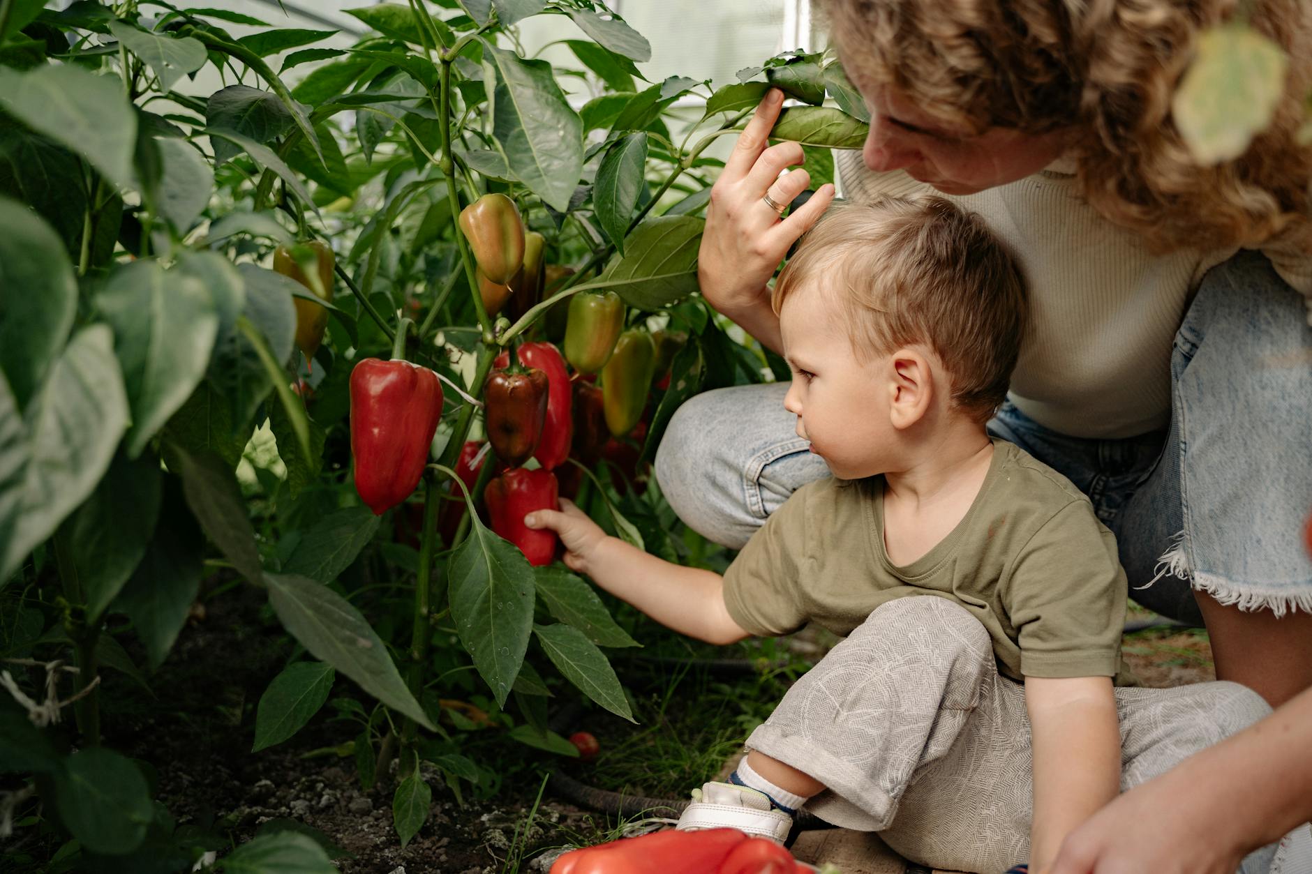 A healthy jalapeño pepper plant with green and red peppers growing in a garden bed