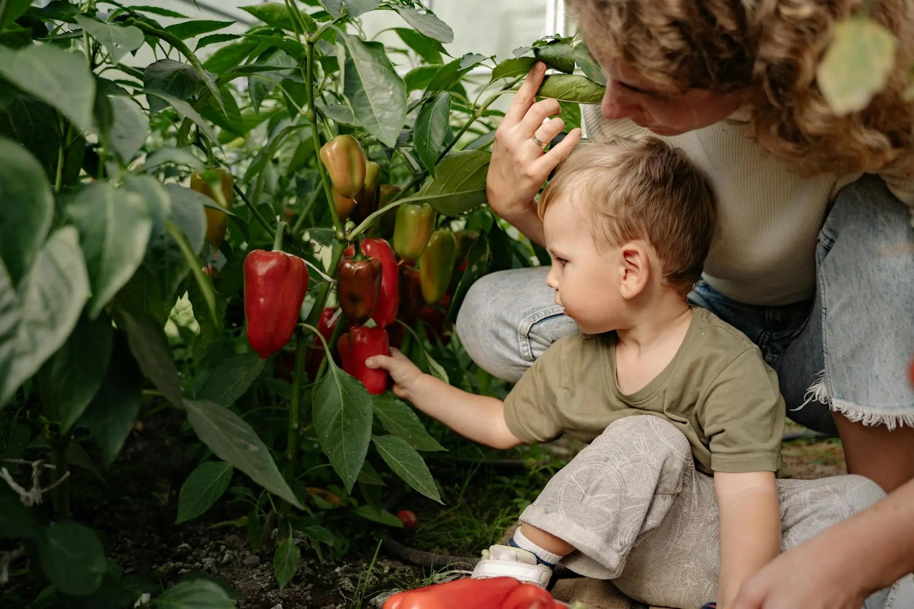 A healthy jalapeño pepper plant with green and red peppers growing in a garden bed