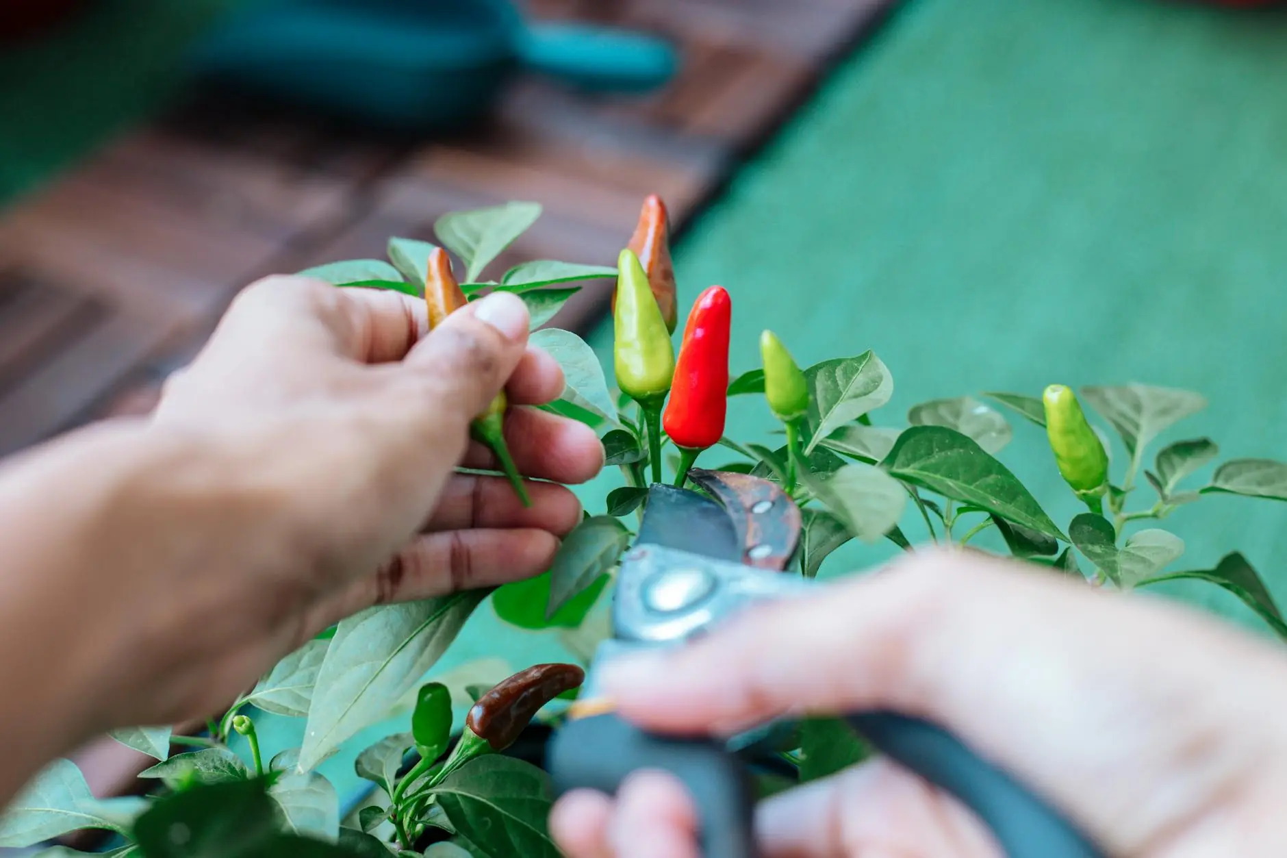 A healthy jalapeño pepper plant with green and red peppers growing in a garden bed