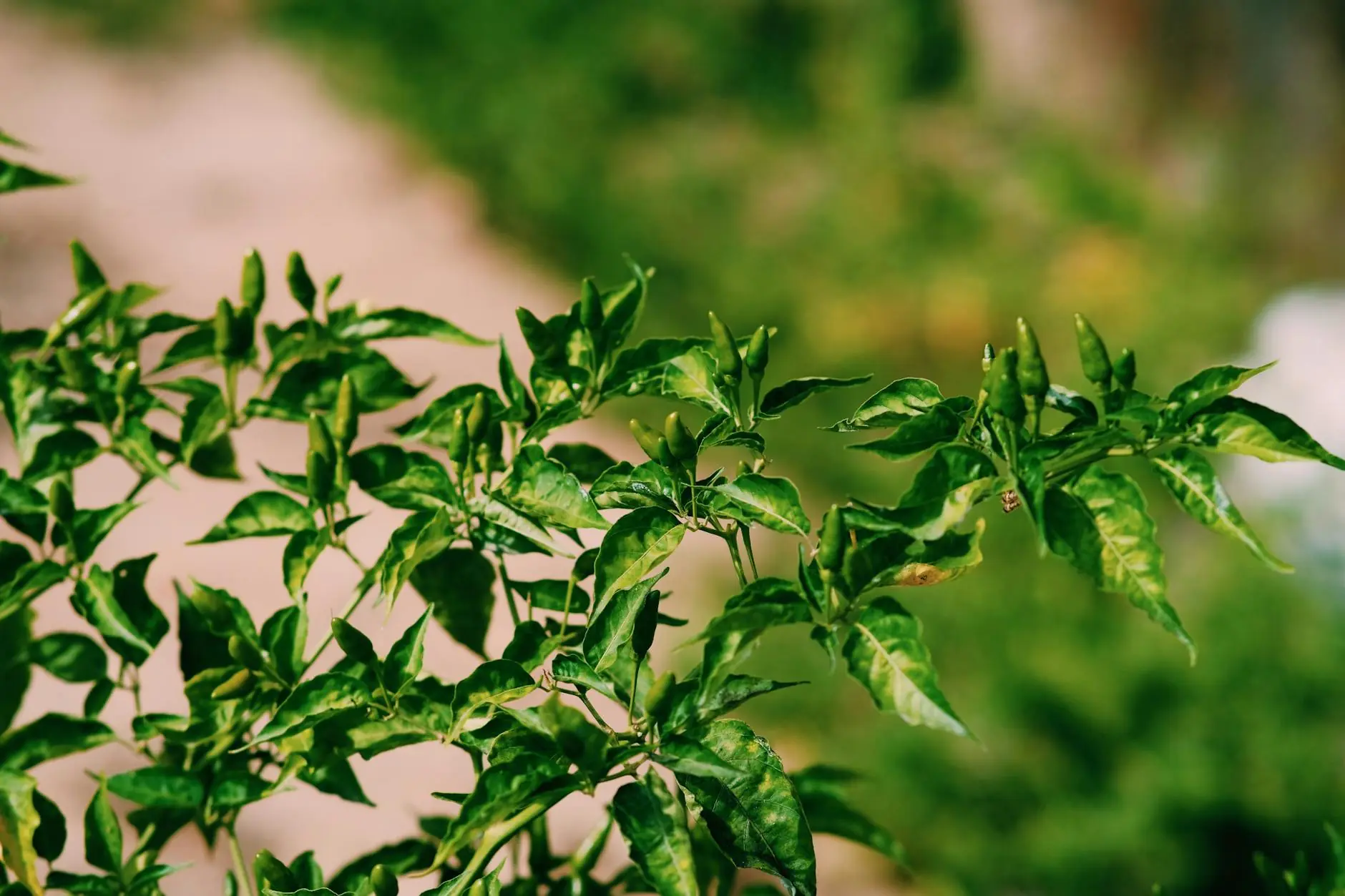 A healthy jalapeño pepper plant with green and red peppers growing in a garden bed