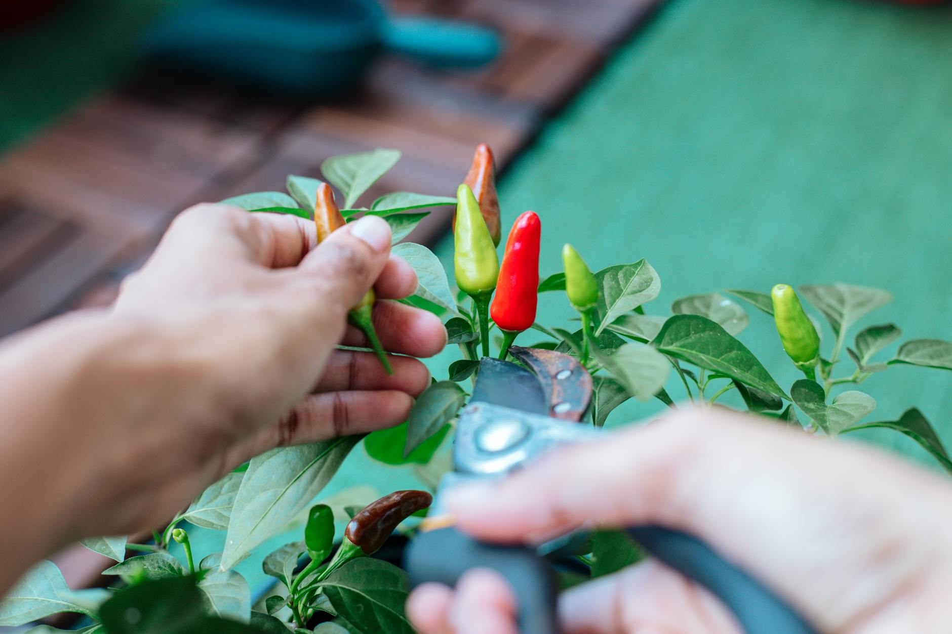 A person uses gardening shears to harvest colorful chili peppers in a close-up outdoor setting.
