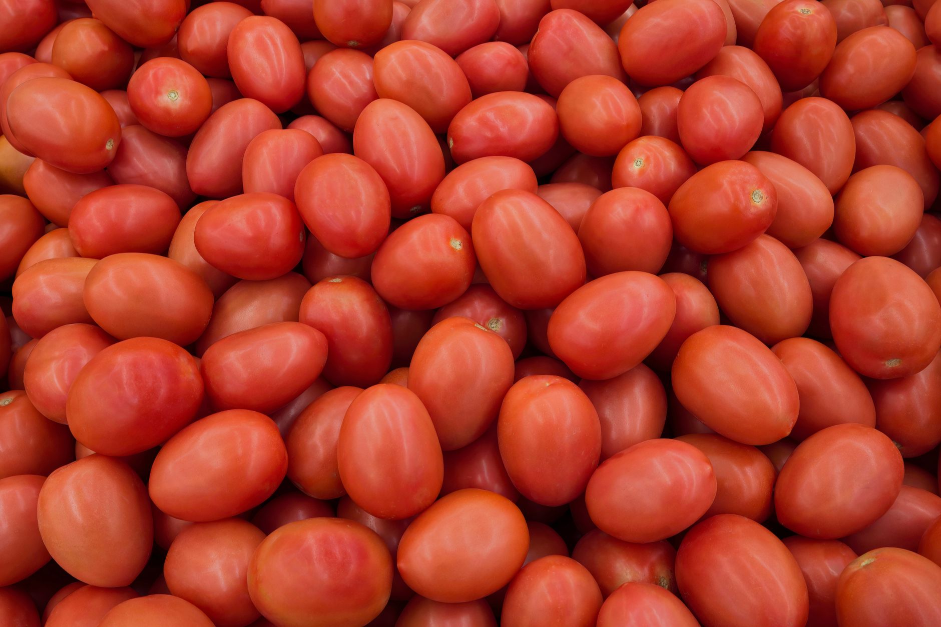 Ripe Roma tomatoes growing on the vine in a home garden, ready for harvest