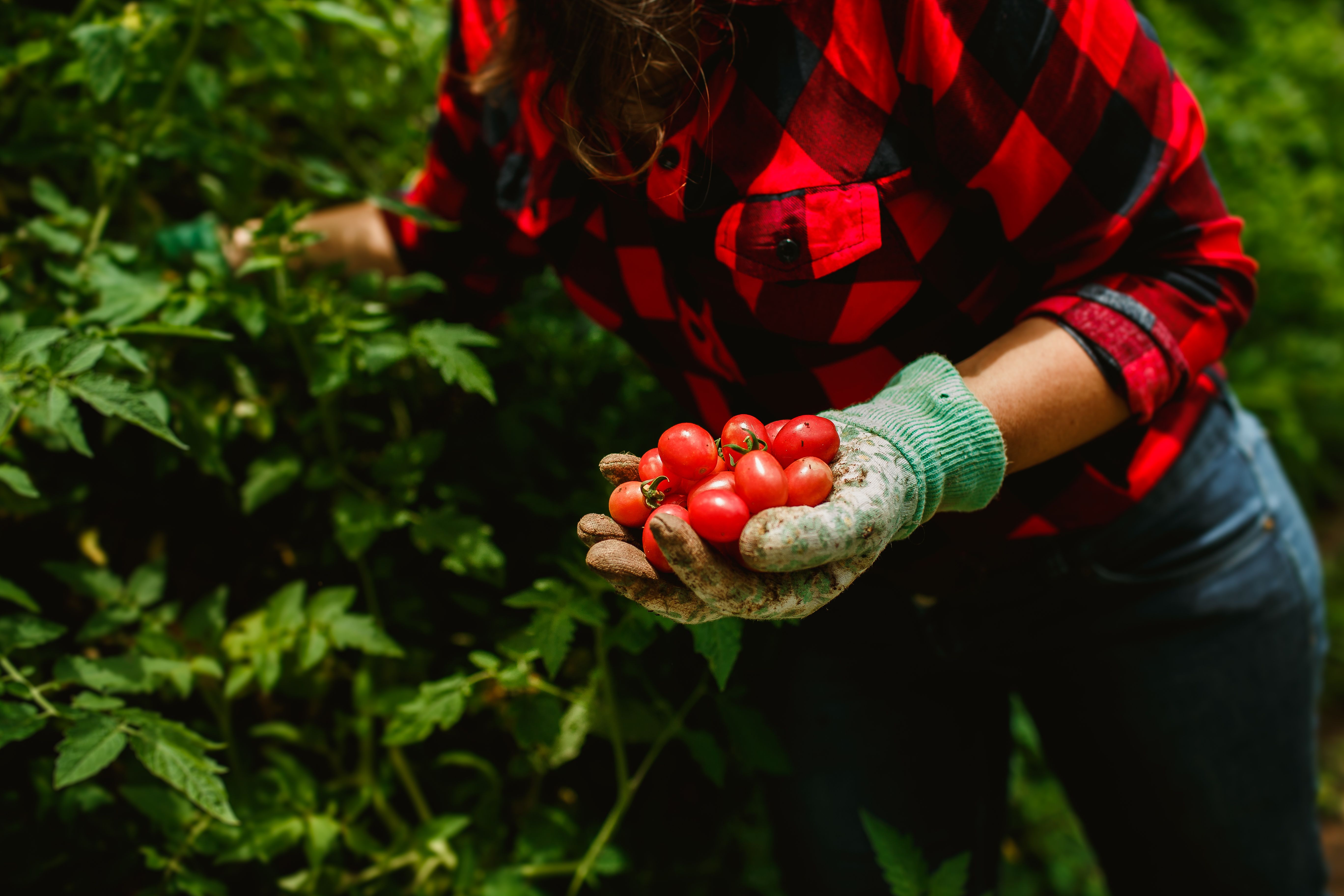 Ripe Roma tomatoes growing on the vine in a home garden, ready for harvest