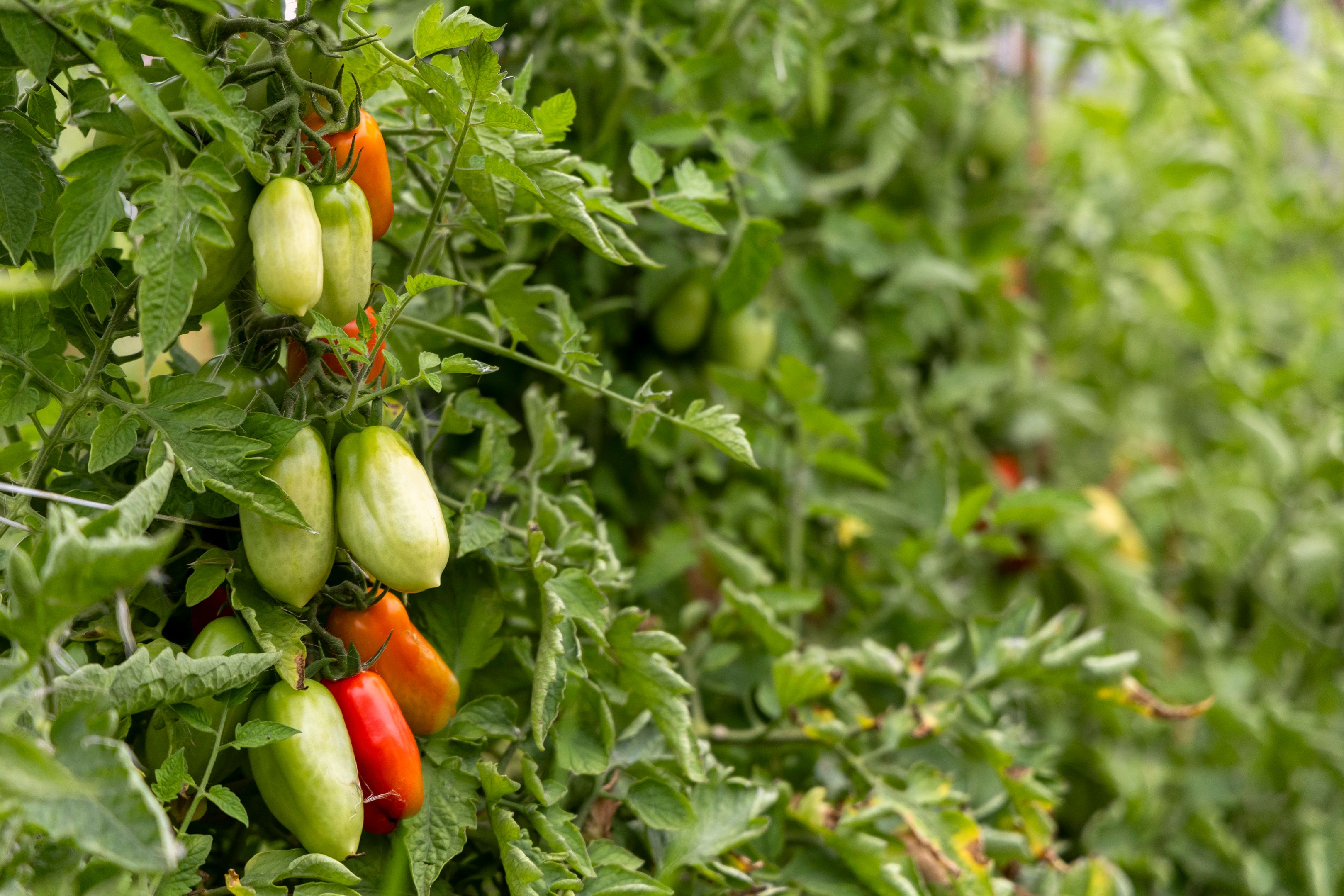 Ripe San Marzano tomatoes on the vine in a home garden, ready for sauce harvest
