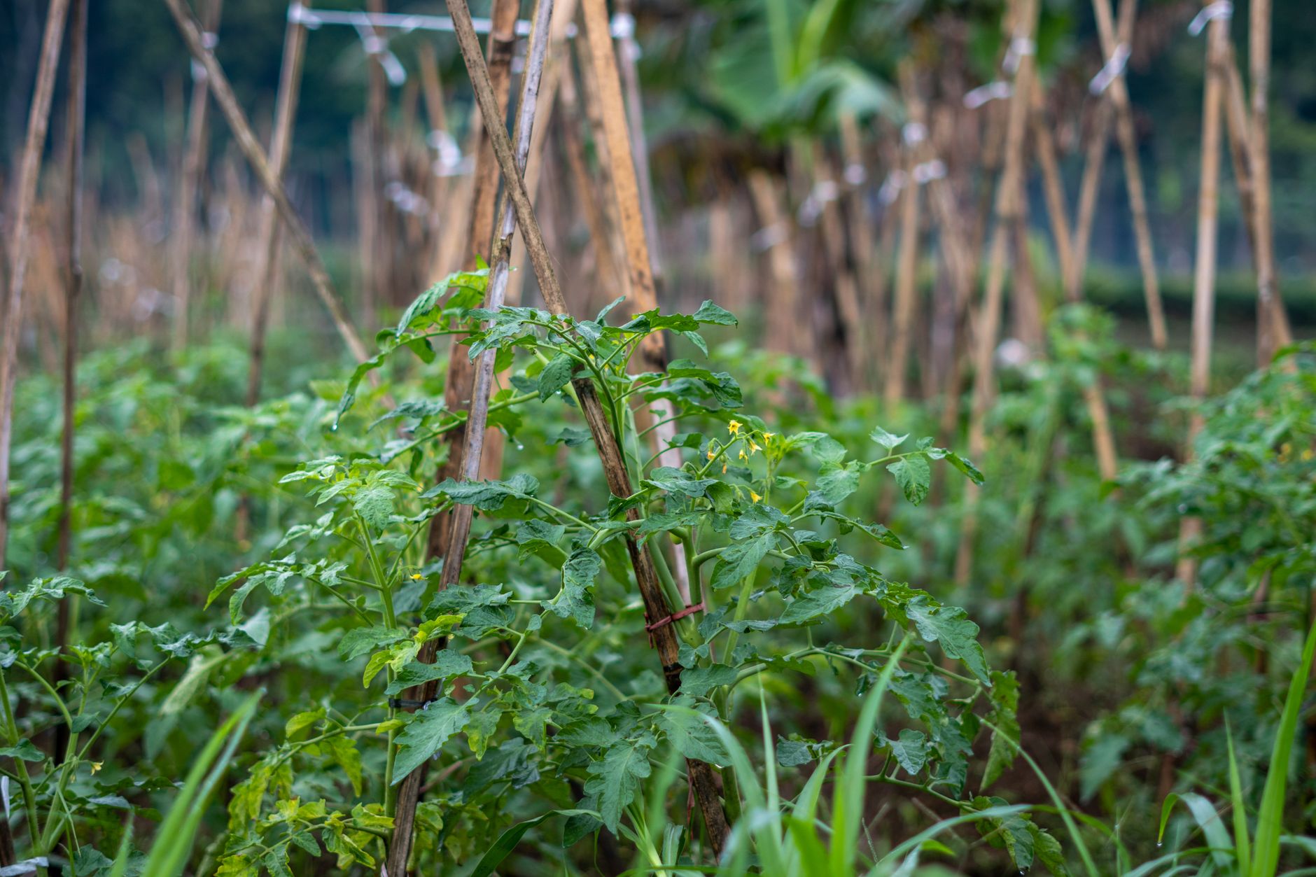 Ripe San Marzano tomatoes on the vine in a home garden, ready for sauce harvest