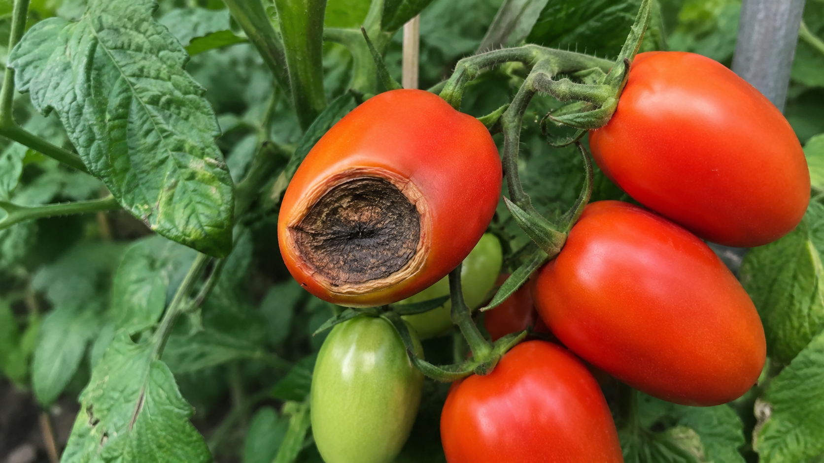 Ripe San Marzano tomatoes on the vine in a home garden, ready for sauce harvest