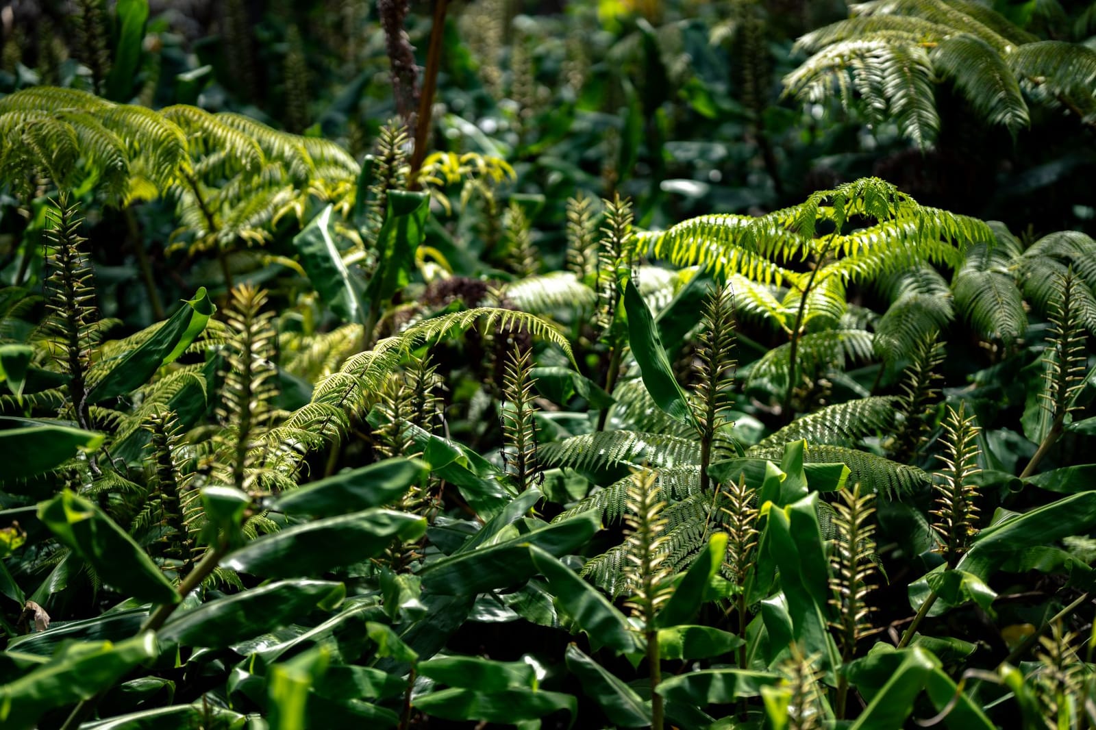 Native Hawaiian plants and flowers growing in a tropical garden landscape