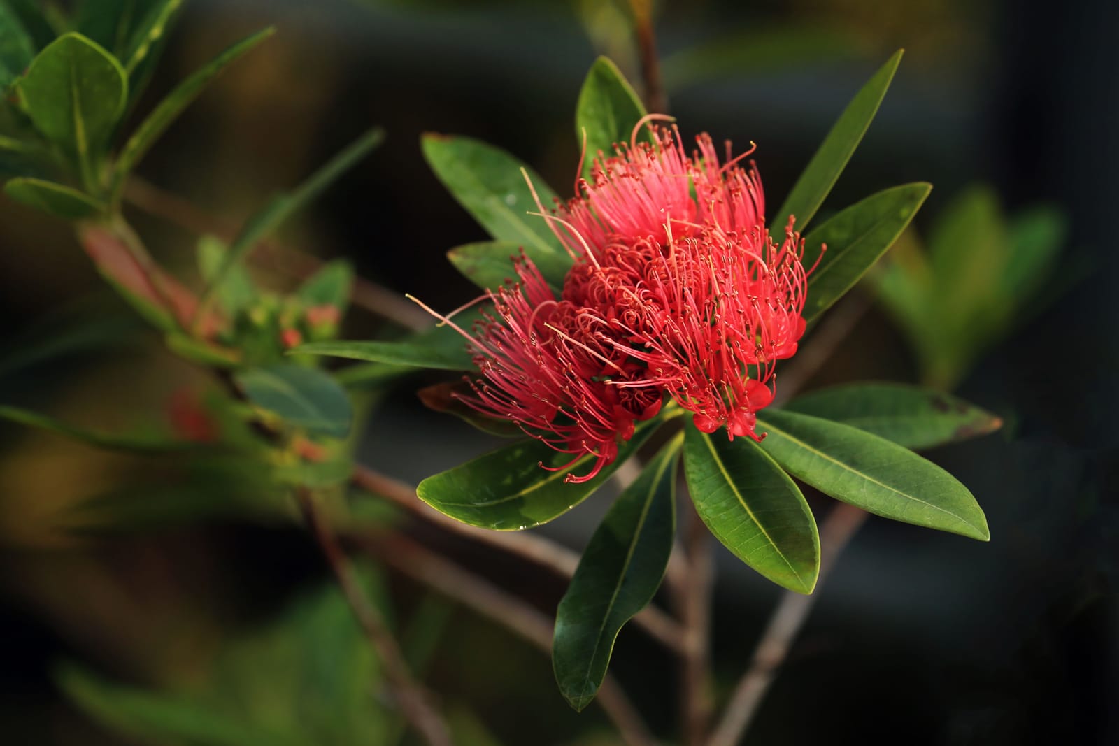 Native Hawaiian plants and flowers growing in a tropical garden landscape
