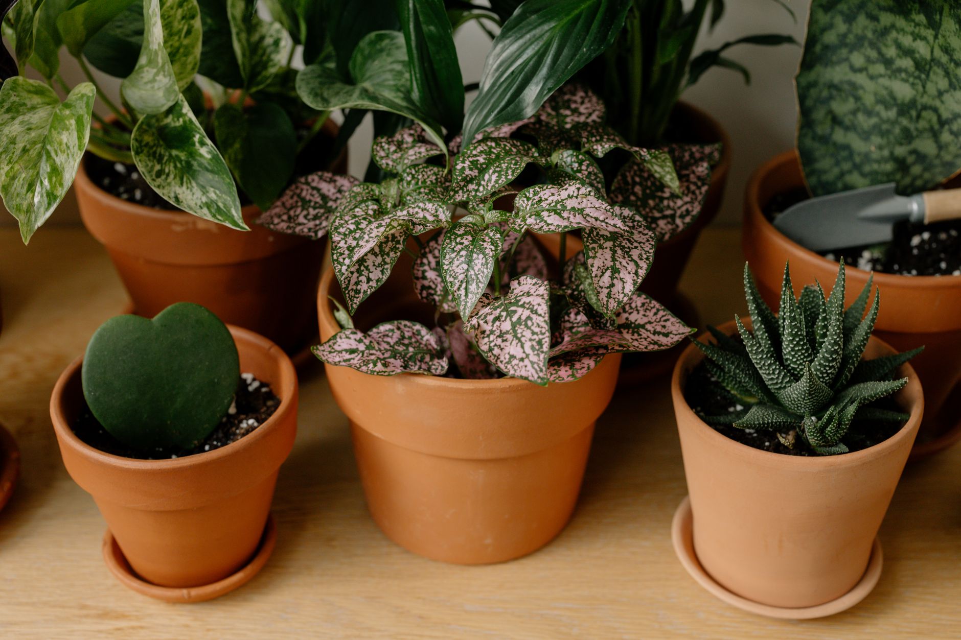 Houseplant pot sitting in a tray of water for bottom watering, showing how to let a plant sit in water until the root zone rehydrates.